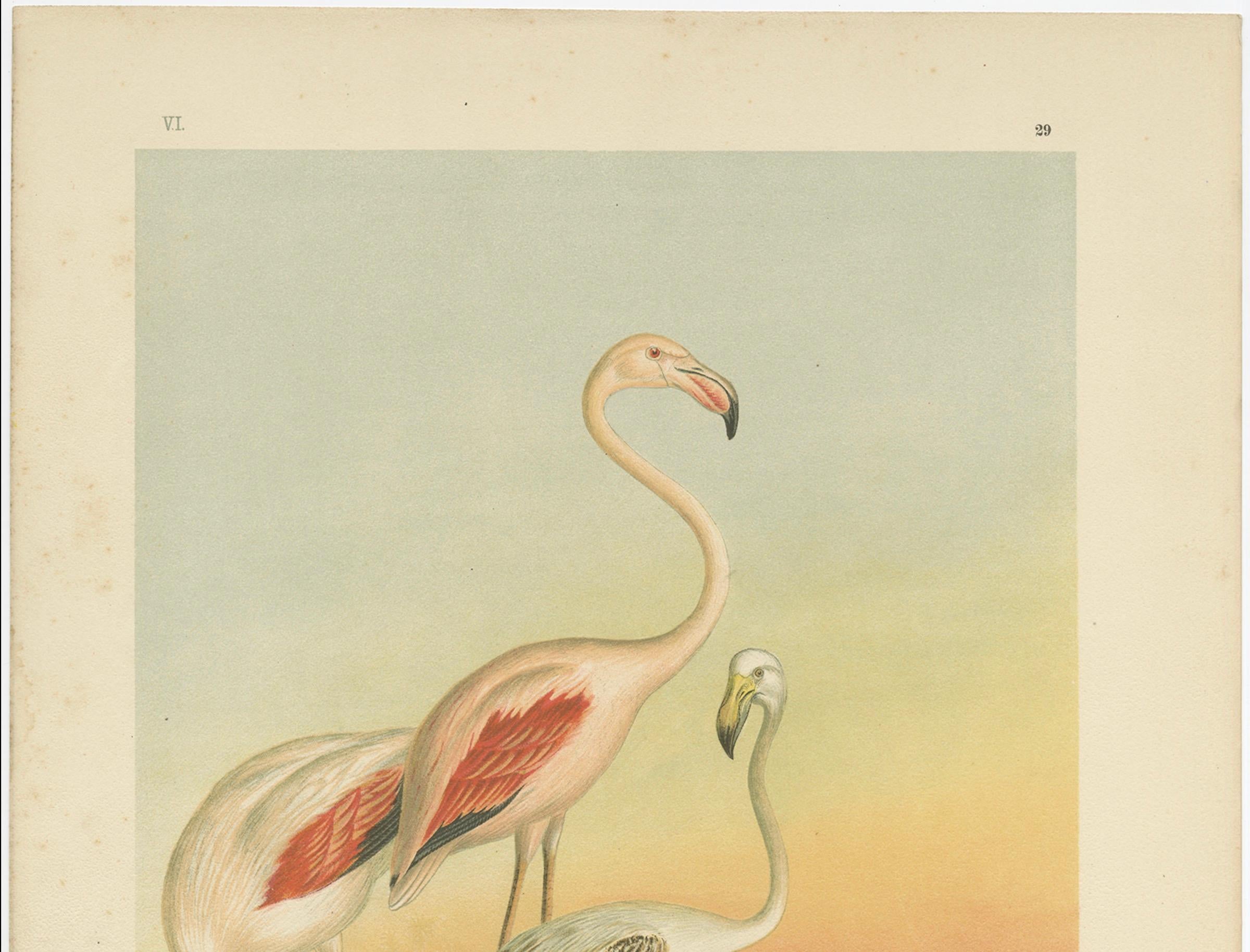 Antike Chromolithografie von Flamingos - Phoenicopterus roseus, um 1890 im Angebot 1