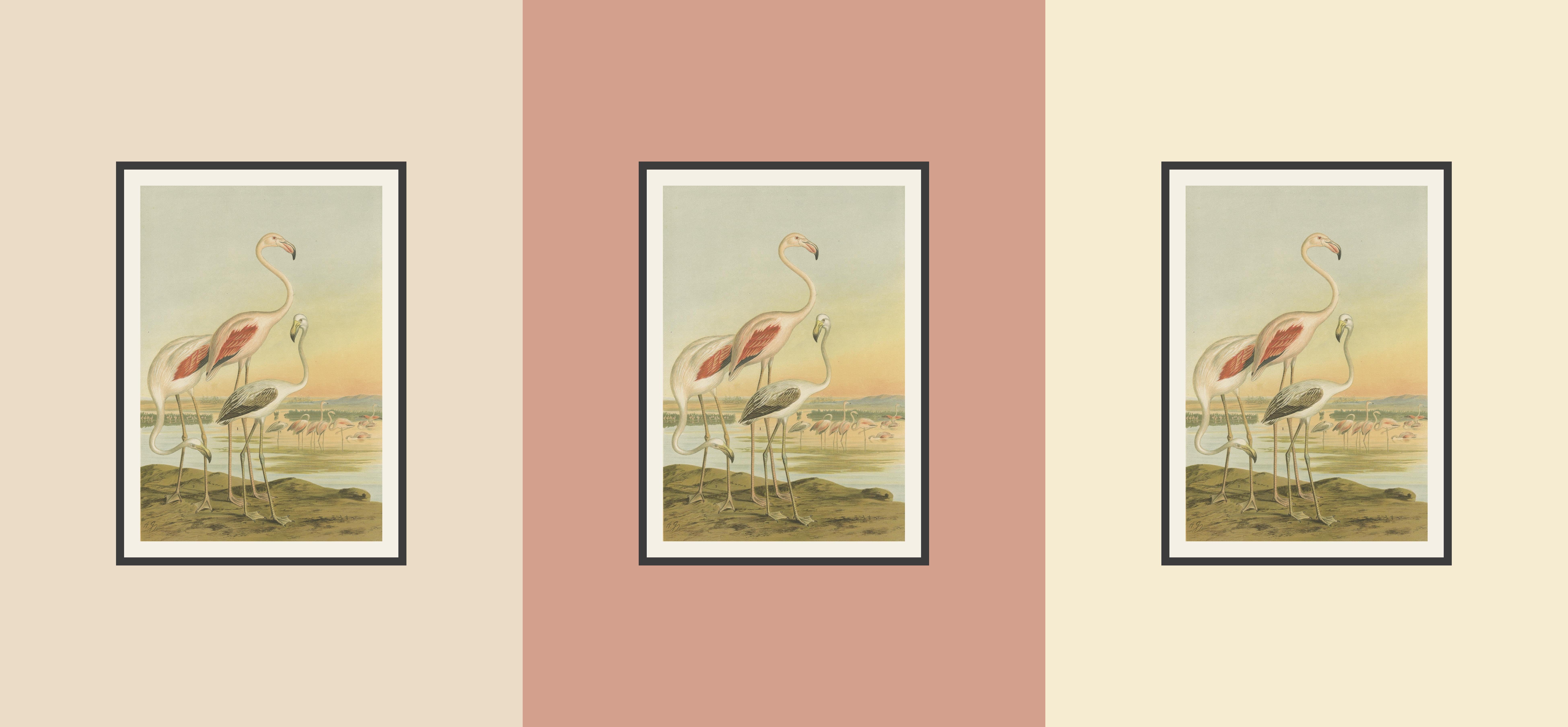 Antike Chromolithografie von Flamingos - Phoenicopterus roseus, um 1890 im Angebot 2