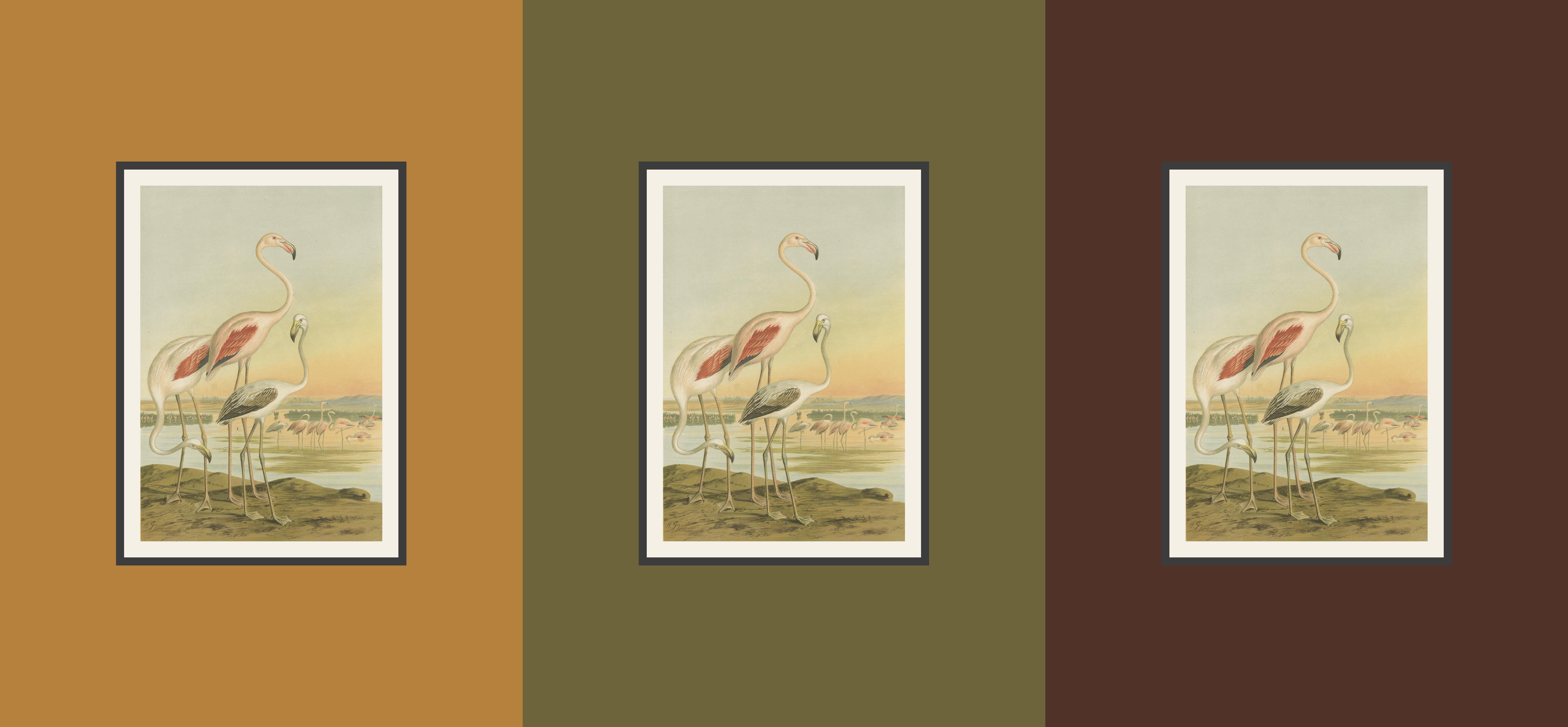 Antike Chromolithografie von Flamingos - Phoenicopterus roseus, um 1890 im Angebot 3