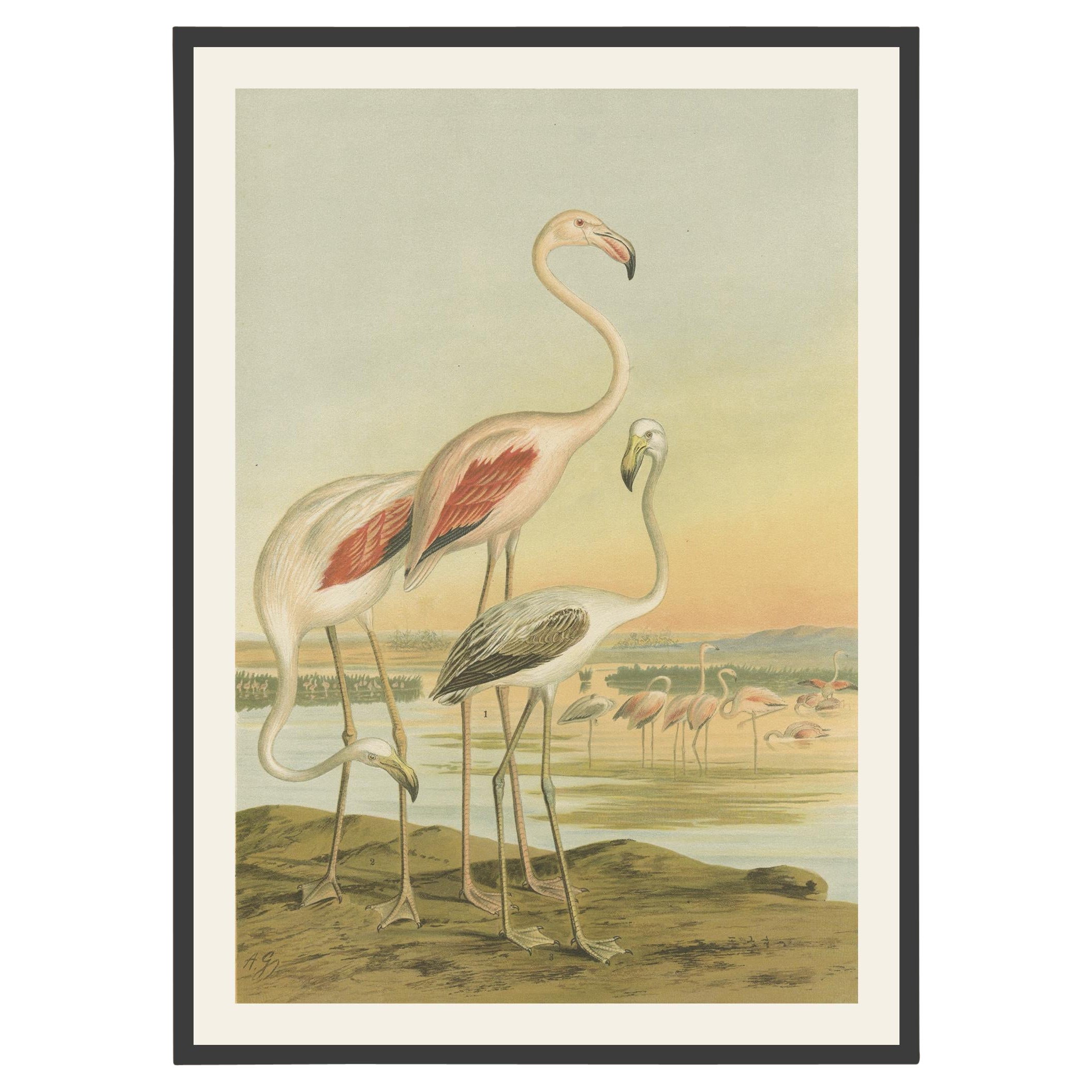 Antike Chromolithografie von Flamingos - Phoenicopterus roseus, um 1890