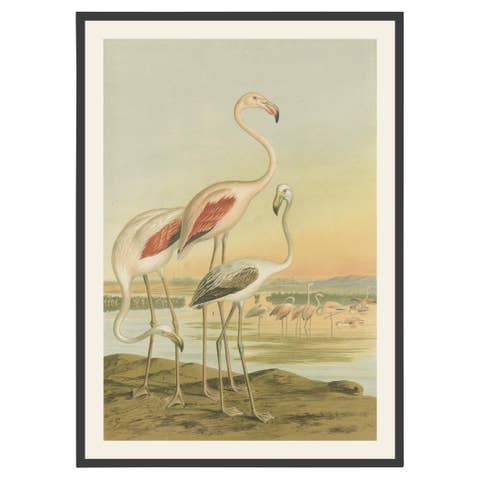 Antique Chromolithograph of Flamingos – Phoenicopterus roseus, c.1890