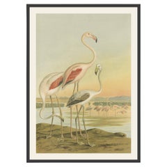 Antike Chromolithografie von Flamingos - Phoenicopterus roseus, um 1890