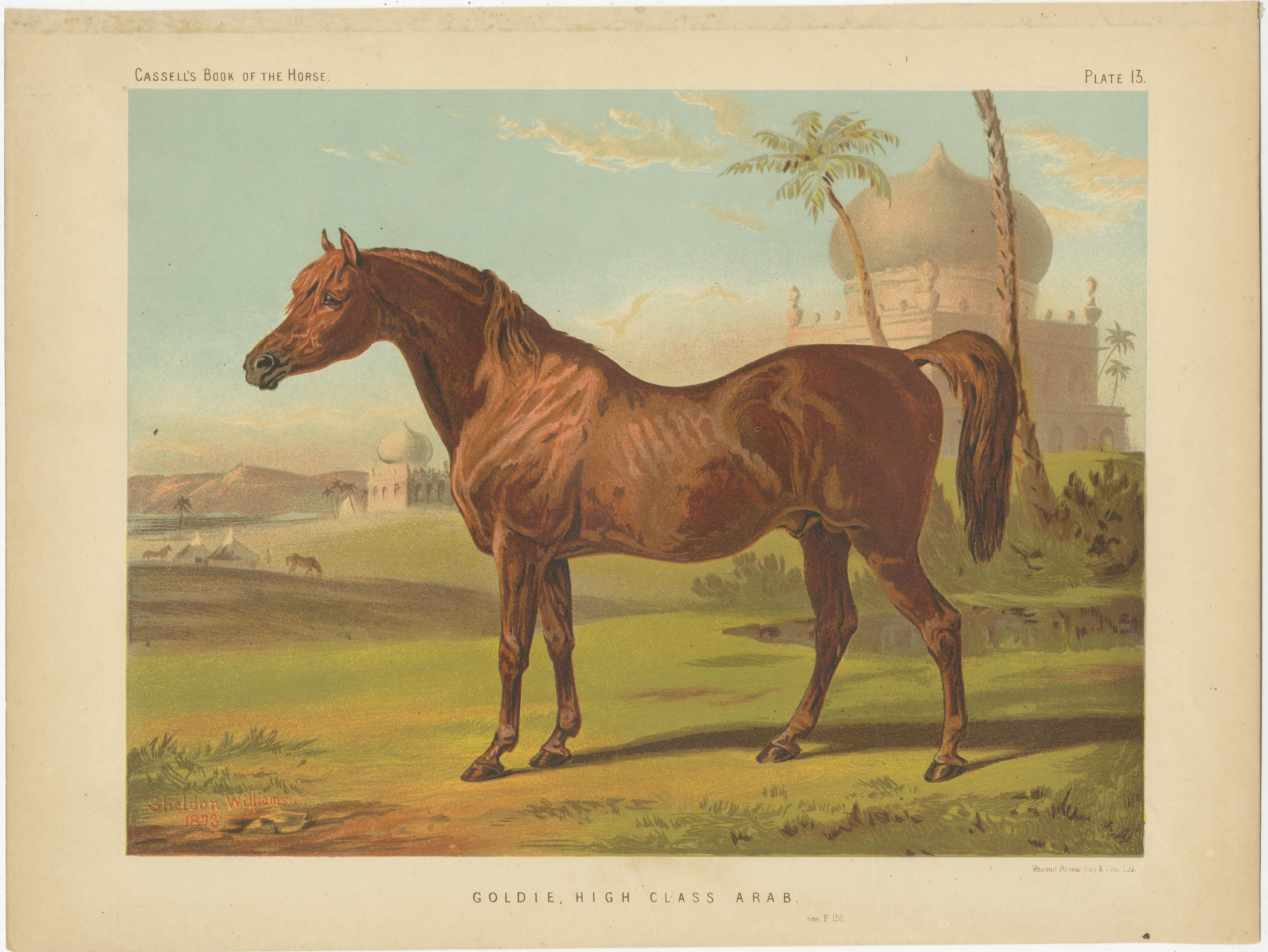 Antique print titled 'Goldie, High Class Arab'. Antique print of Goldie, a high class Arab. Original colour-printed lithograph by Vincent Brooks, Day & Son, after an 1873 oil painting by Sheldon Williams, for Samuel Sidney’s “The Book of the Horse”
