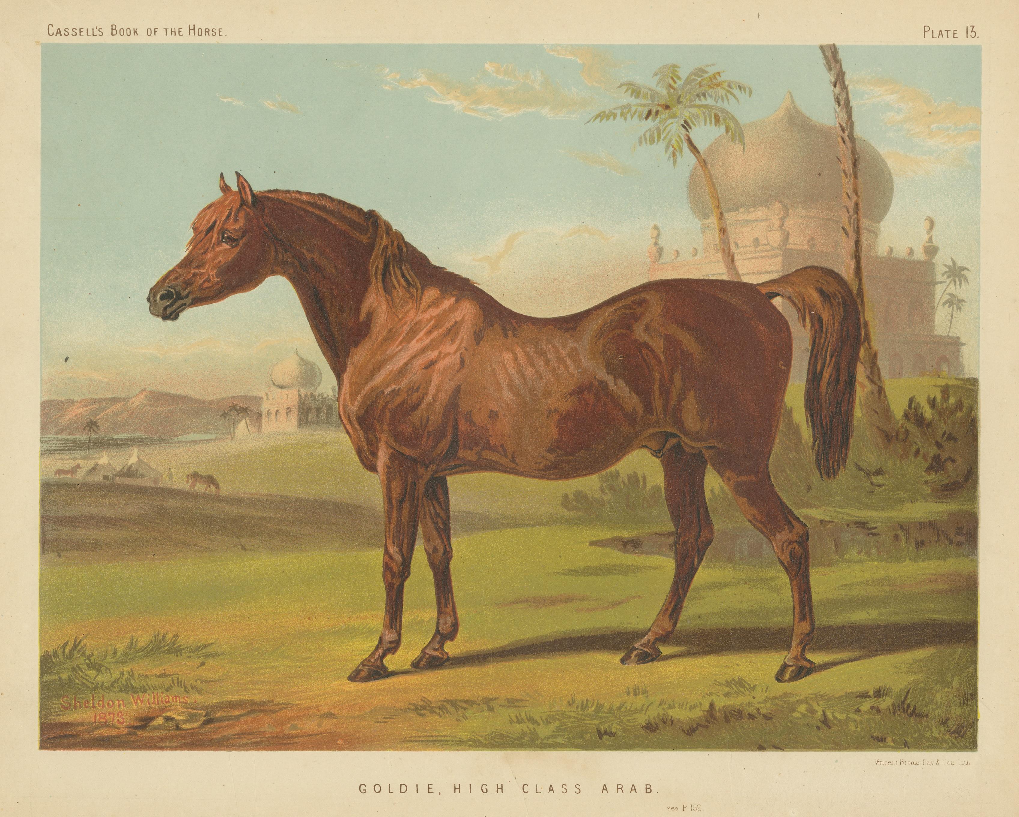 Antique Chromolithograph of Goldie, High Class Arab Horse In Good Condition For Sale In Langweer, NL
