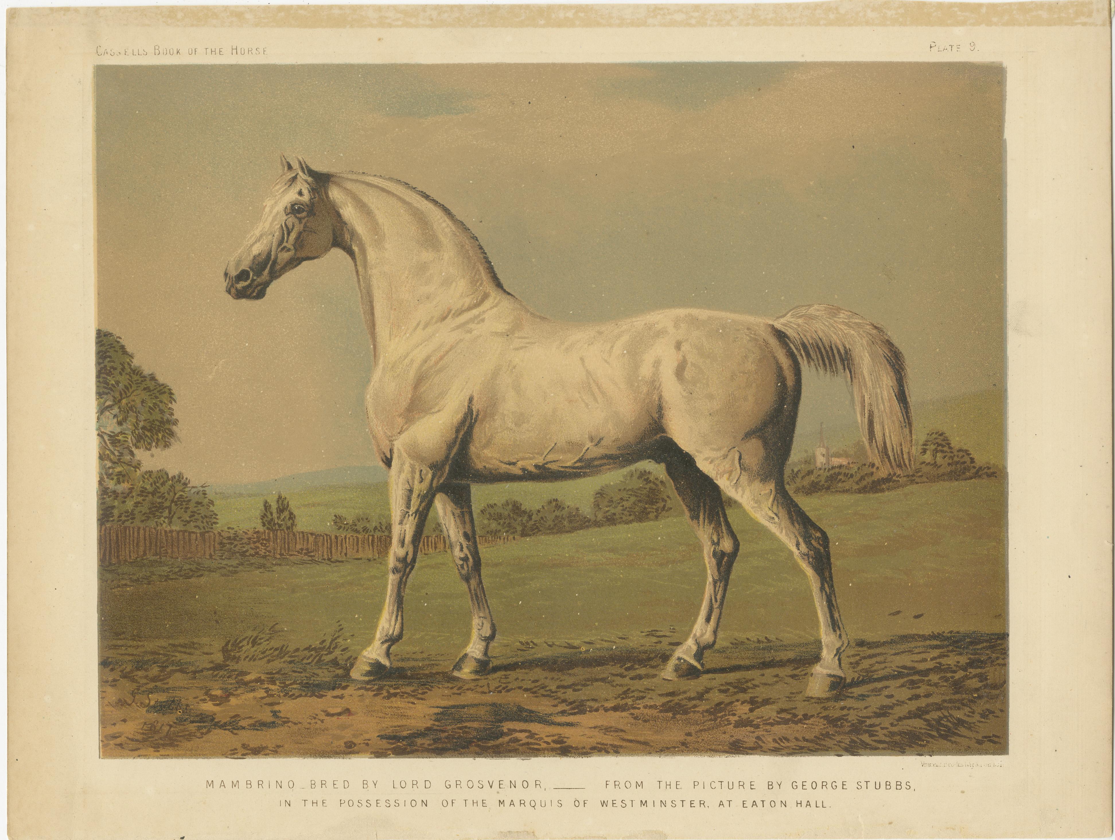 Antique print titled 'Mambrino bred by Lord Grosvenor'. Antique print of Mambrino, grey thoroughbred racehorse, foaled in 1768, bred by John Atkinson of Scholes at whose death became the property of Richard Grosvenor, 1st Earl Grosvenor. Retired to