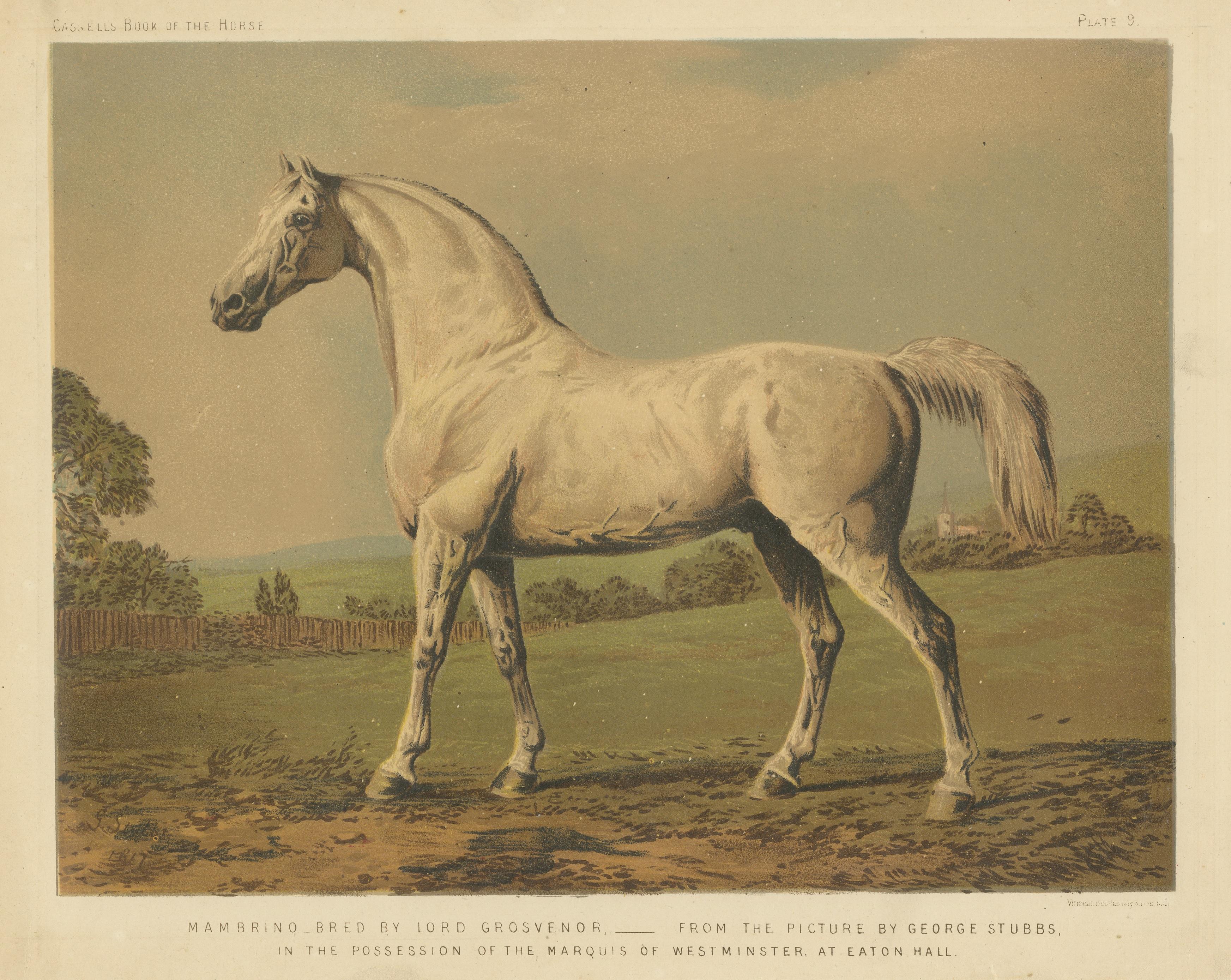 Antike Chromolithographie von Mambrino, grauer Vollblut-Reiterpferdchen im Zustand „Gut“ im Angebot in Langweer, NL