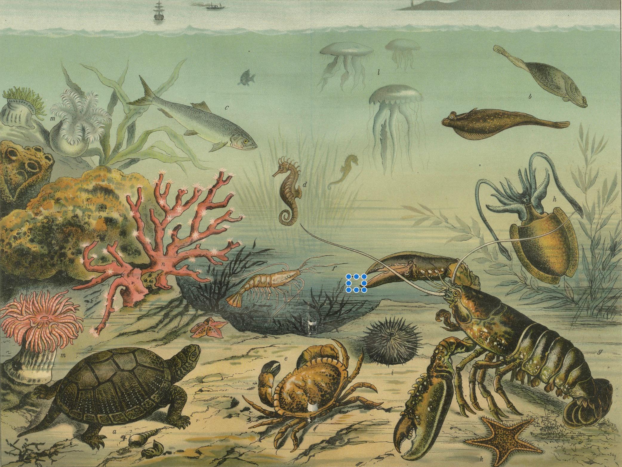 Antique Chromolithograph of Marine Life with Coral, Fish, and Sea Creatures, ca. 1890

This engaging and finely detailed chromolithograph, titled “Das Leben im Meere” (Life in the Sea), dates to around 1890 and illustrates a vibrant array of marine