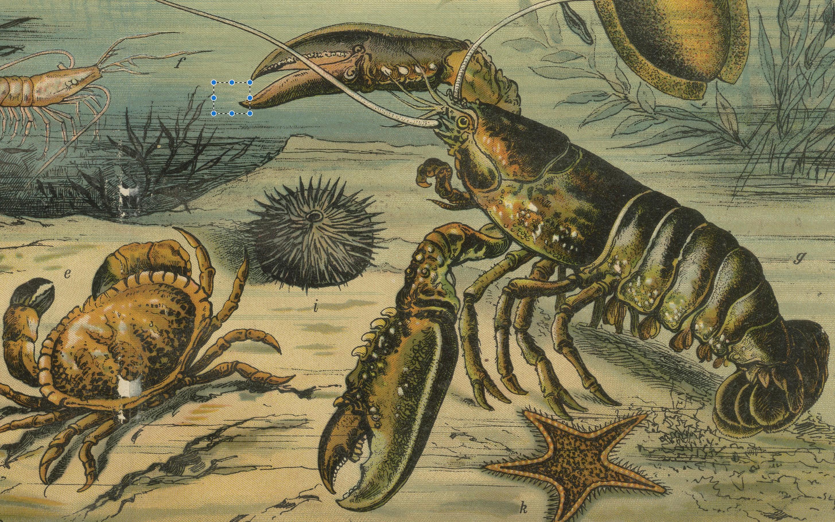 German Antique Chromolithograph of Marine Life with Coral, Fish and Sea Creatures, 1890 For Sale