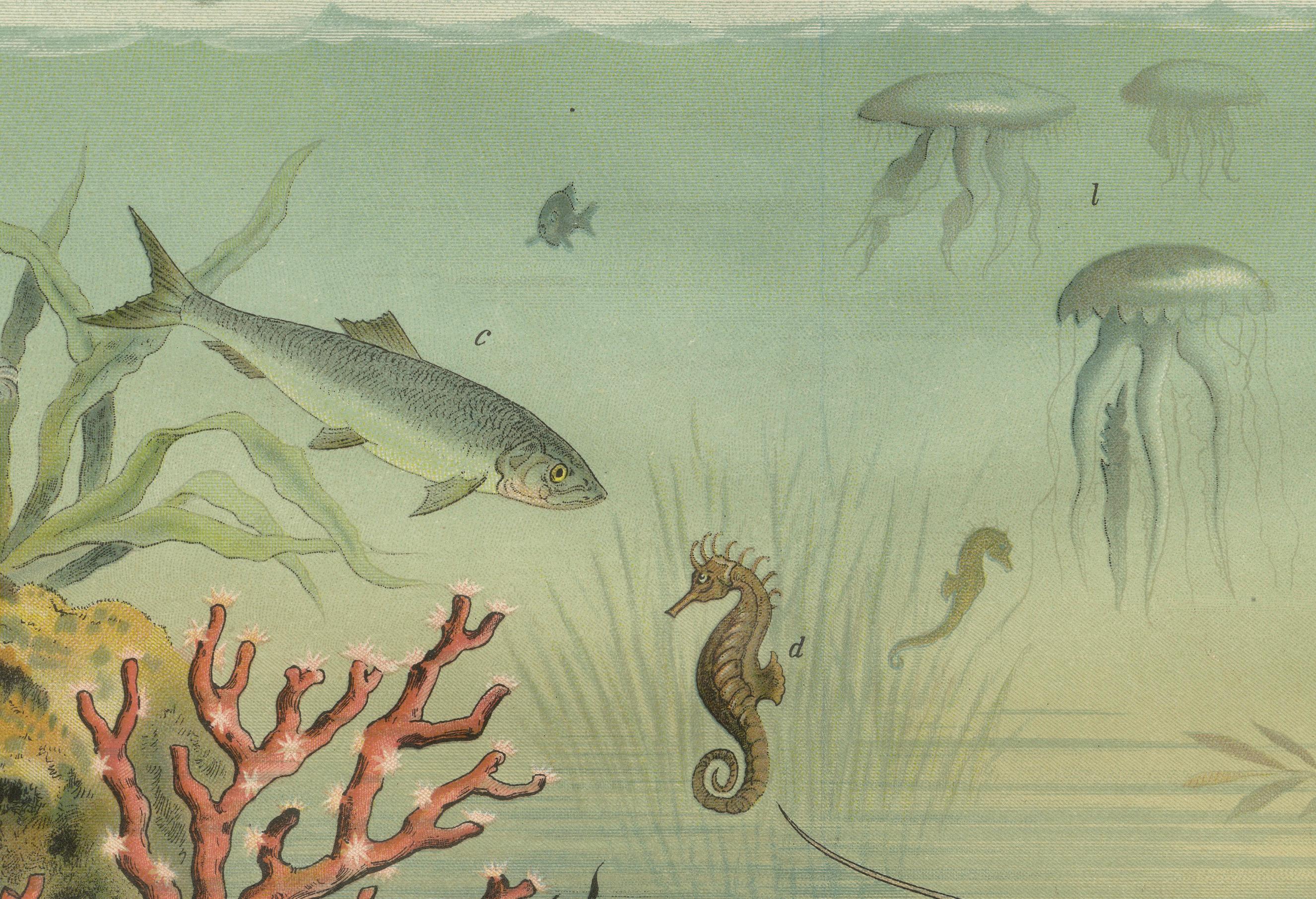 Antique Chromolithograph of Marine Life with Coral, Fish and Sea Creatures, 1890 In Good Condition For Sale In Langweer, NL