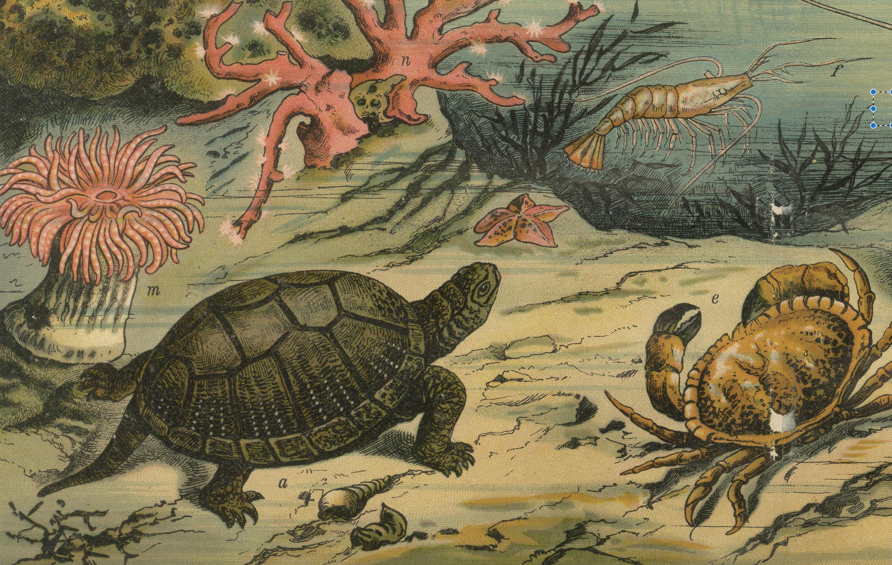 19th Century Antique Chromolithograph of Marine Life with Coral, Fish and Sea Creatures, 1890 For Sale