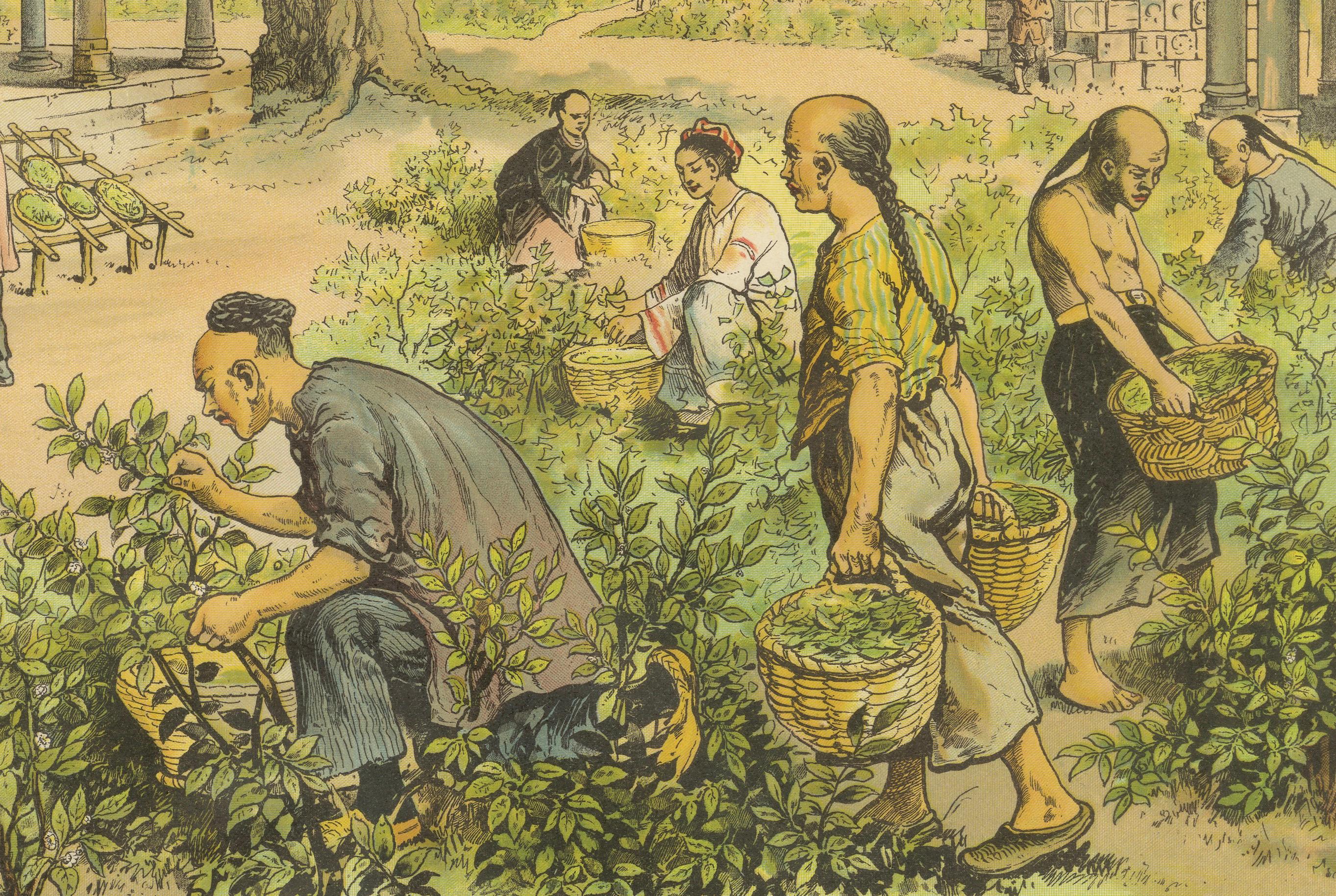 German Antique Chromolithograph of Tea Harvesting and Processing in China, circa 1890 For Sale