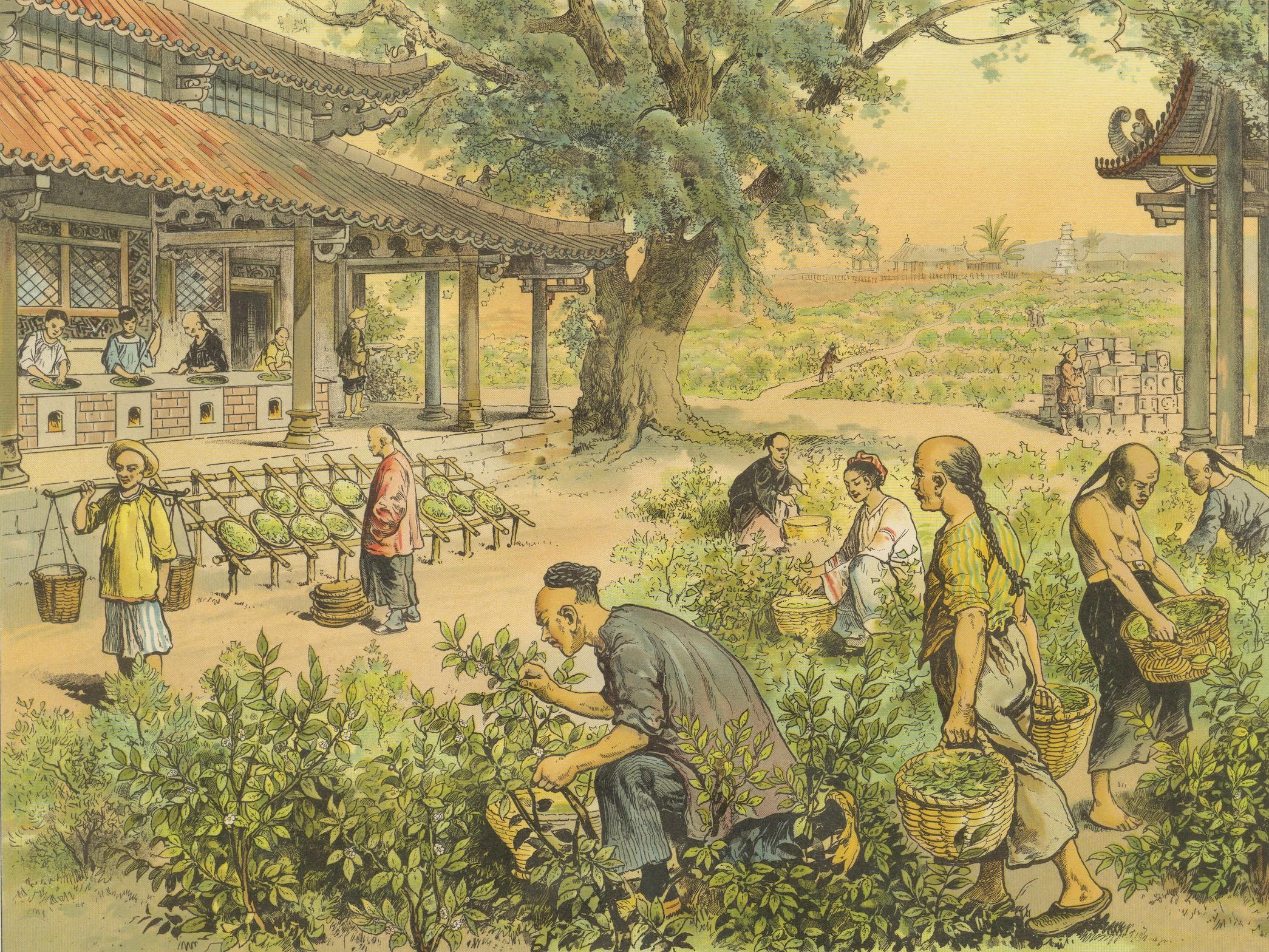 Antique Chromolithograph of Tea Harvesting and Processing in China, circa 1890 For Sale 3