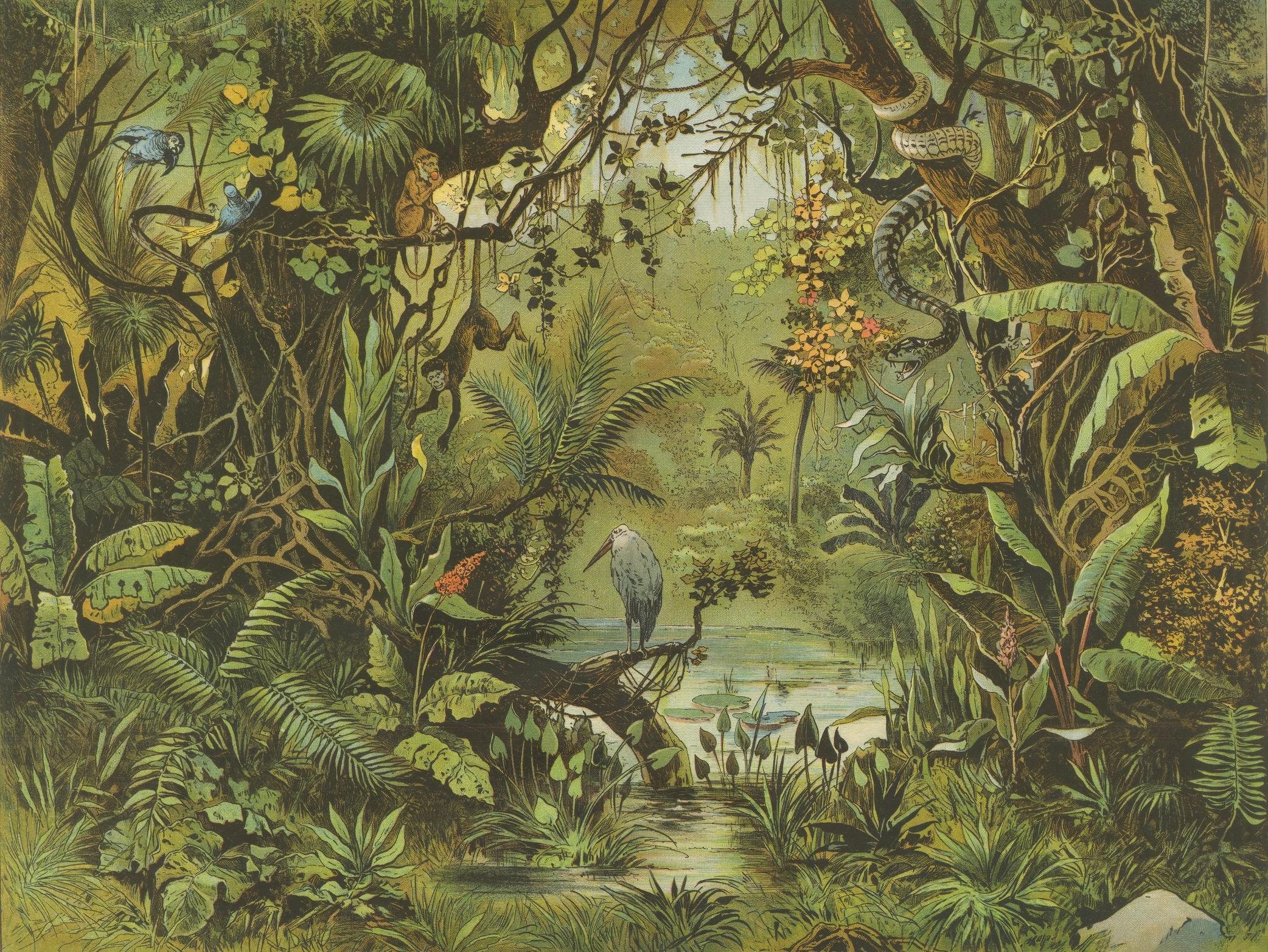 Antique Chromolithograph of the Brazilian Rainforest with Exotic Wildlife, 1890 In Good Condition For Sale In Langweer, NL