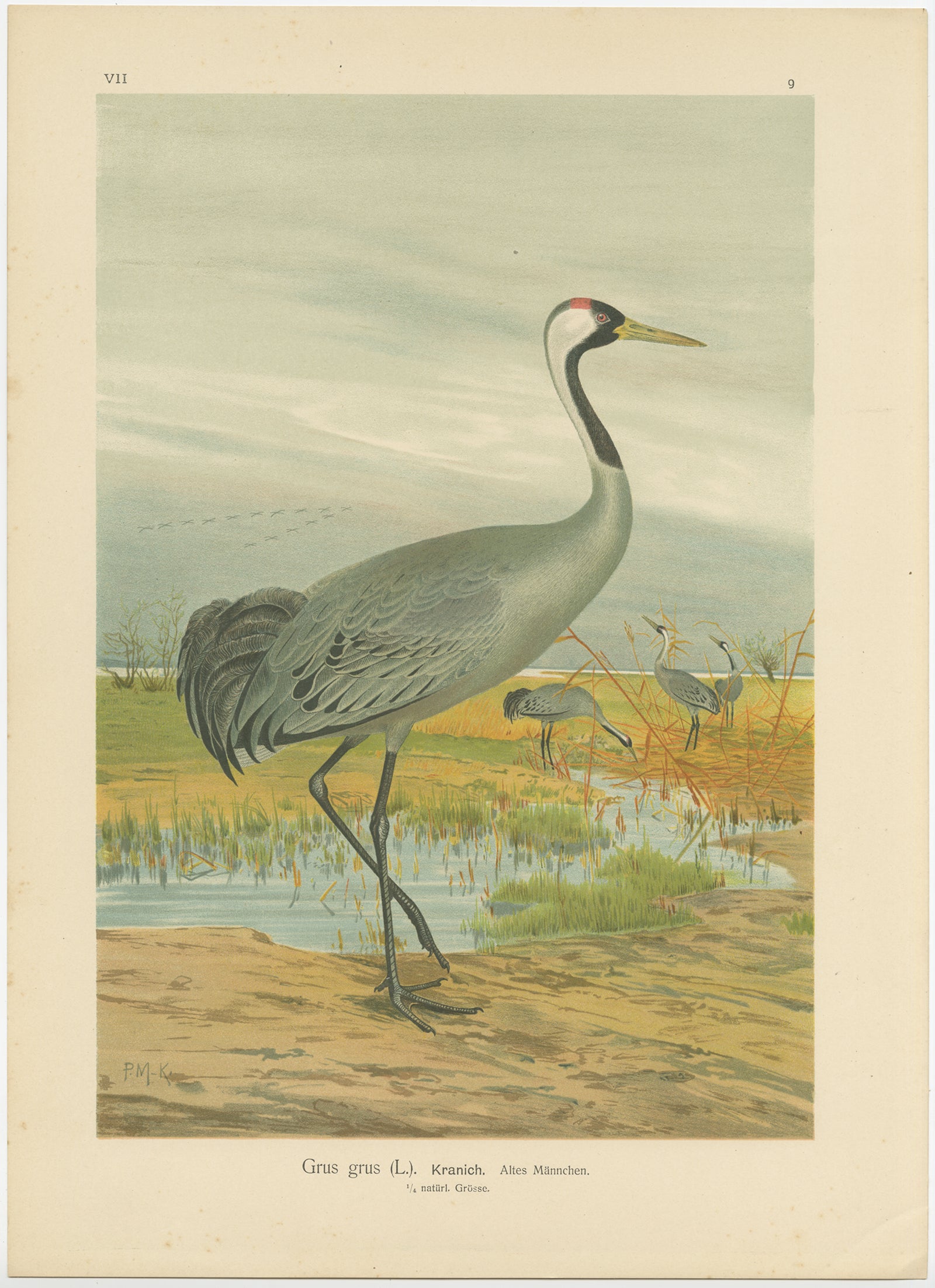 Cromolitografía antigua de la grulla común - Grus grus, c.1890

Magnífica cromolitografía de finales del siglo XIX que representa a la grulla común (Grus grus) en su hábitat natural de humedal. La figura central muestra a un macho viejo en pleno