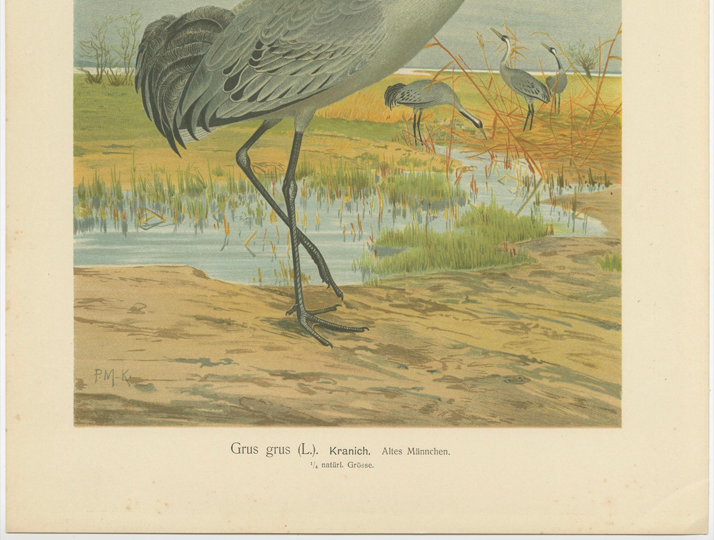 Cromolitografía antigua de la grulla común - Grus Grus, c.1890 Alemán en venta