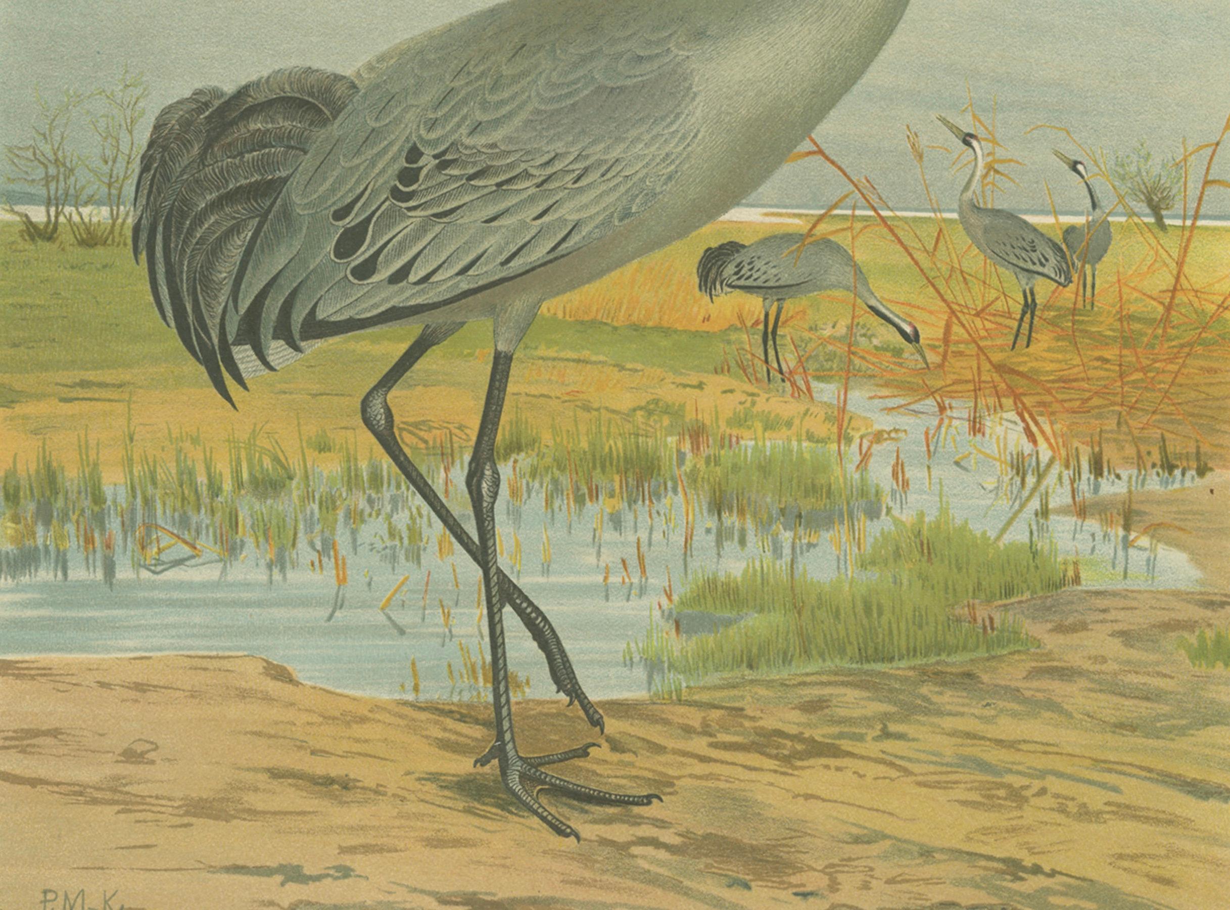 Cromolitografía antigua de la grulla común - Grus Grus, c.1890 siglo XIX en venta