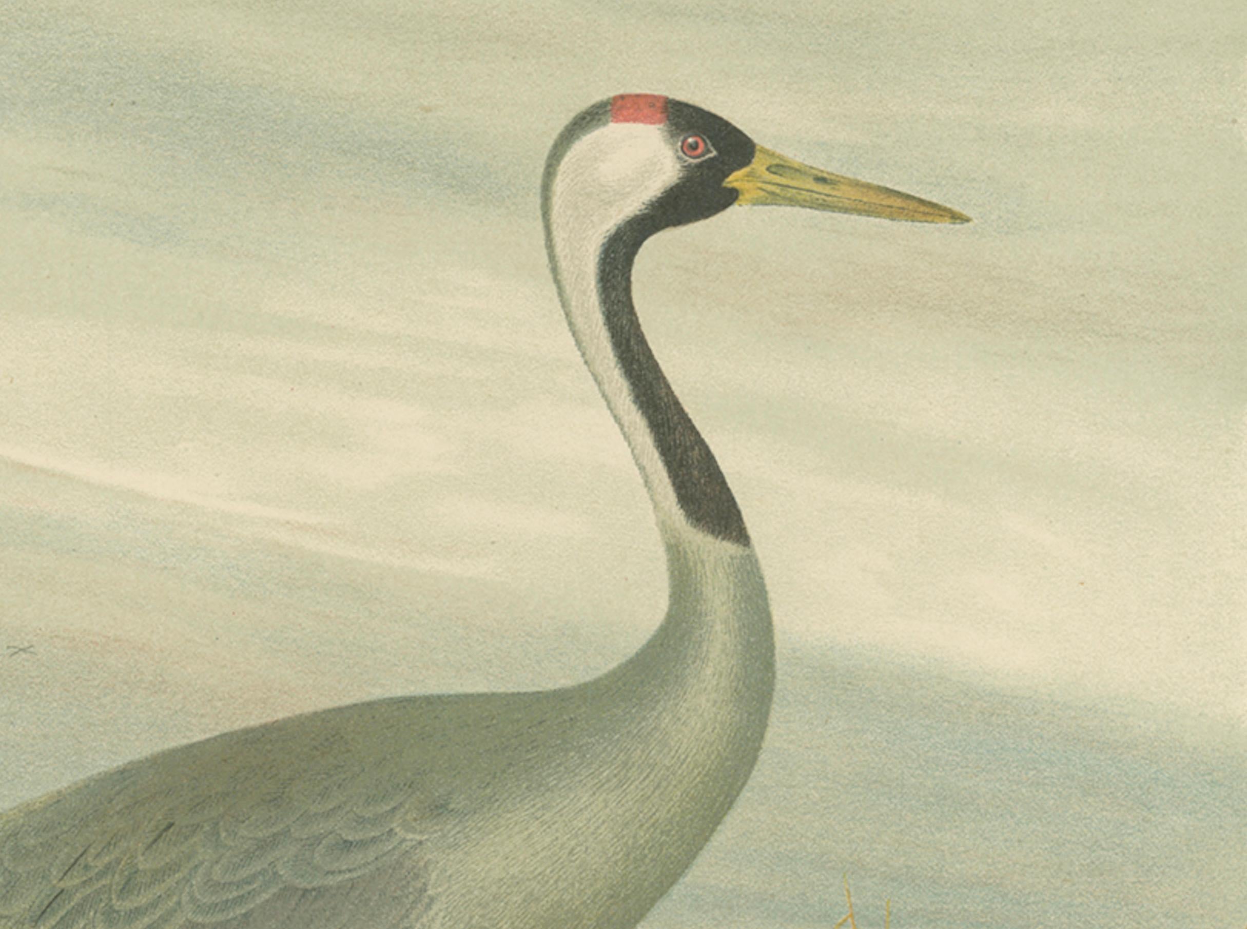 Cromolitografía antigua de la grulla común - Grus Grus, c.1890 Papel en venta