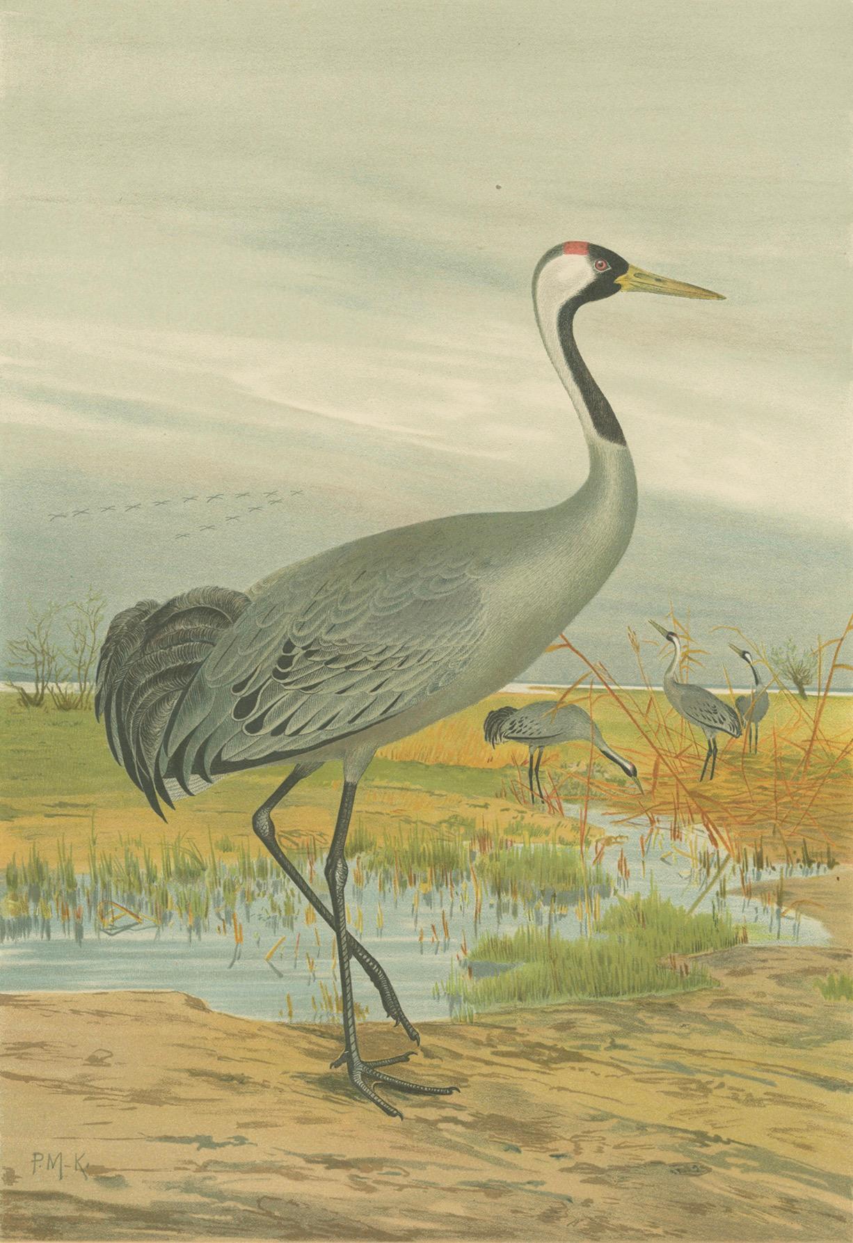 Cromolitografía antigua de la grulla común - Grus Grus, c.1890 en venta 1
