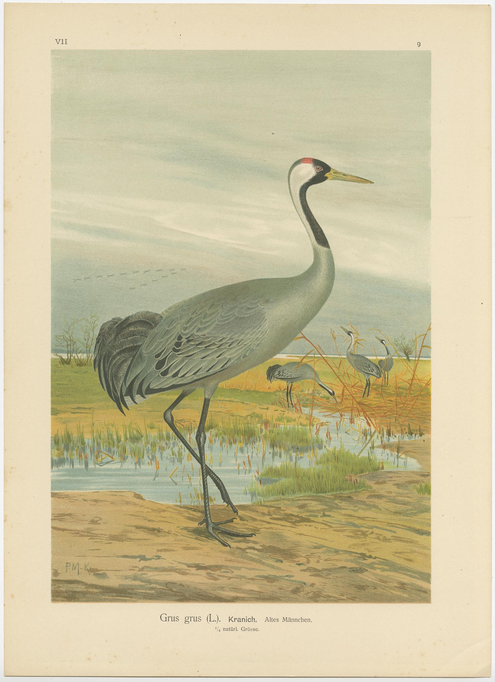 Cromolitografía antigua de la grulla común - Grus Grus, c.1890 en venta 2
