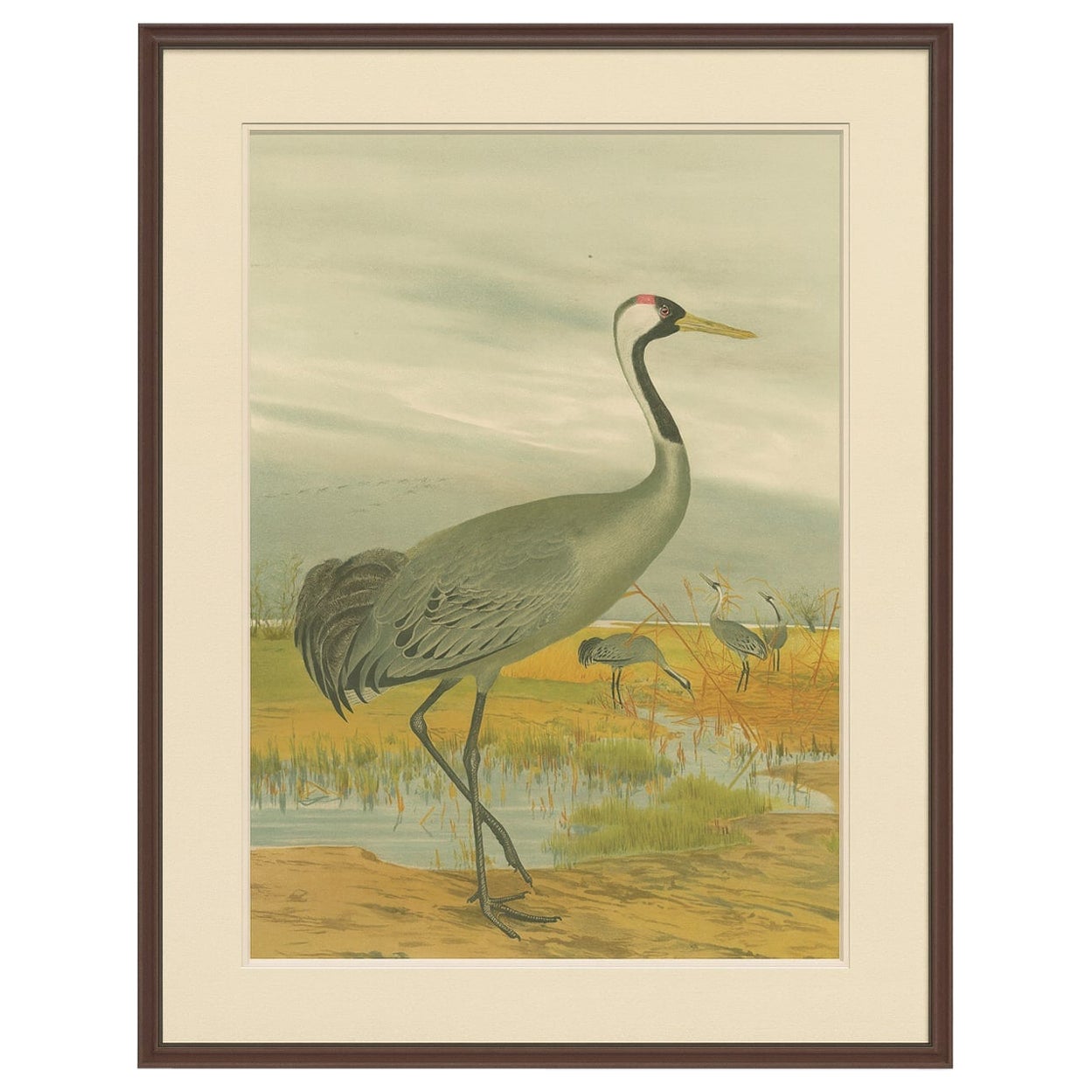 Cromolitografía antigua de la grulla común - Grus Grus, c.1890