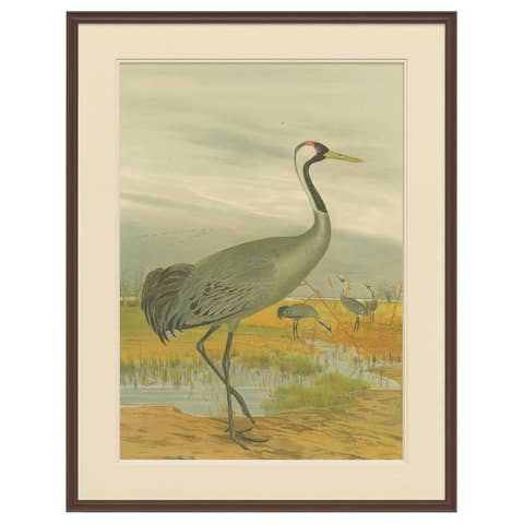 Antique Chromolithograph of the Common Crane – Grus Grus, c.1890