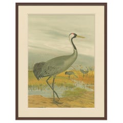 Cromolitografía antigua de la grulla común - Grus Grus, c.1890