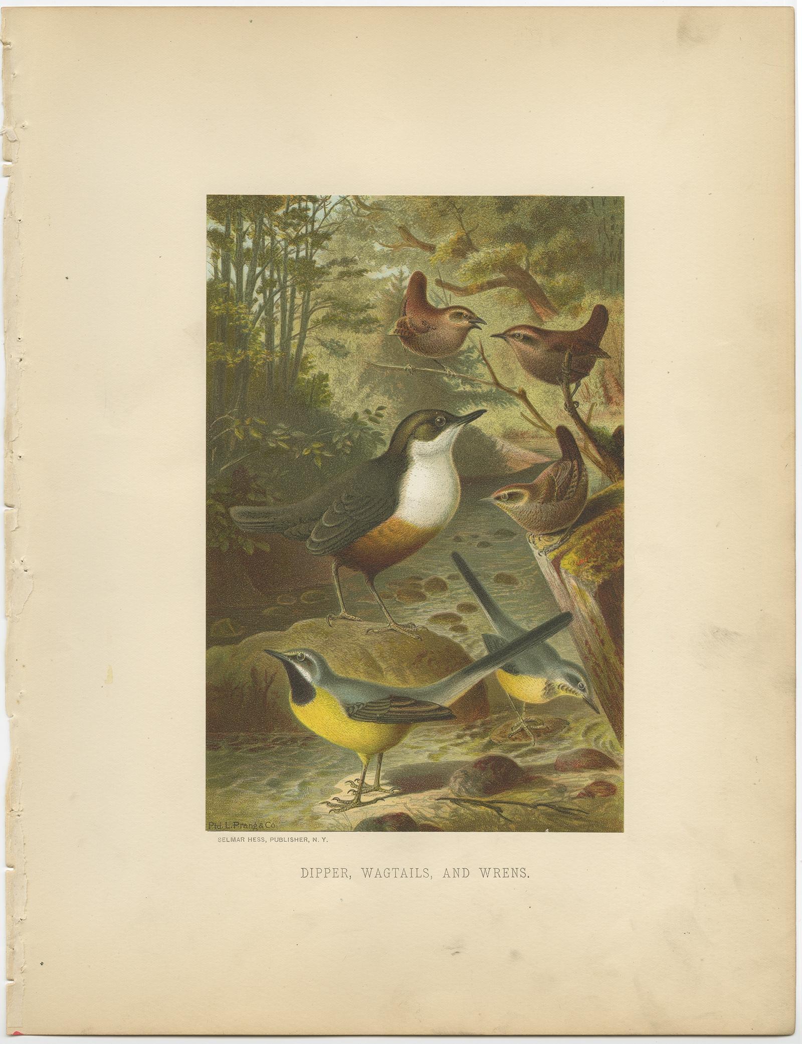 Antique bird print titled 'Dipper, Wagtails, and Wrens'. 

Old bird print depicting a group of the dipper, wagtail and wren. This chromolithograph originates from the natural history set 'Animate Creation' published in 1898 by Selmar Hess in New
