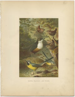 Antique Chromolithographic Bird Print of the Dipper, Wagtail and Wren, 1898