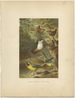 Antique Chromolithographic Bird Print of the Dipper, Wagtail and Wren, 1898, view 3