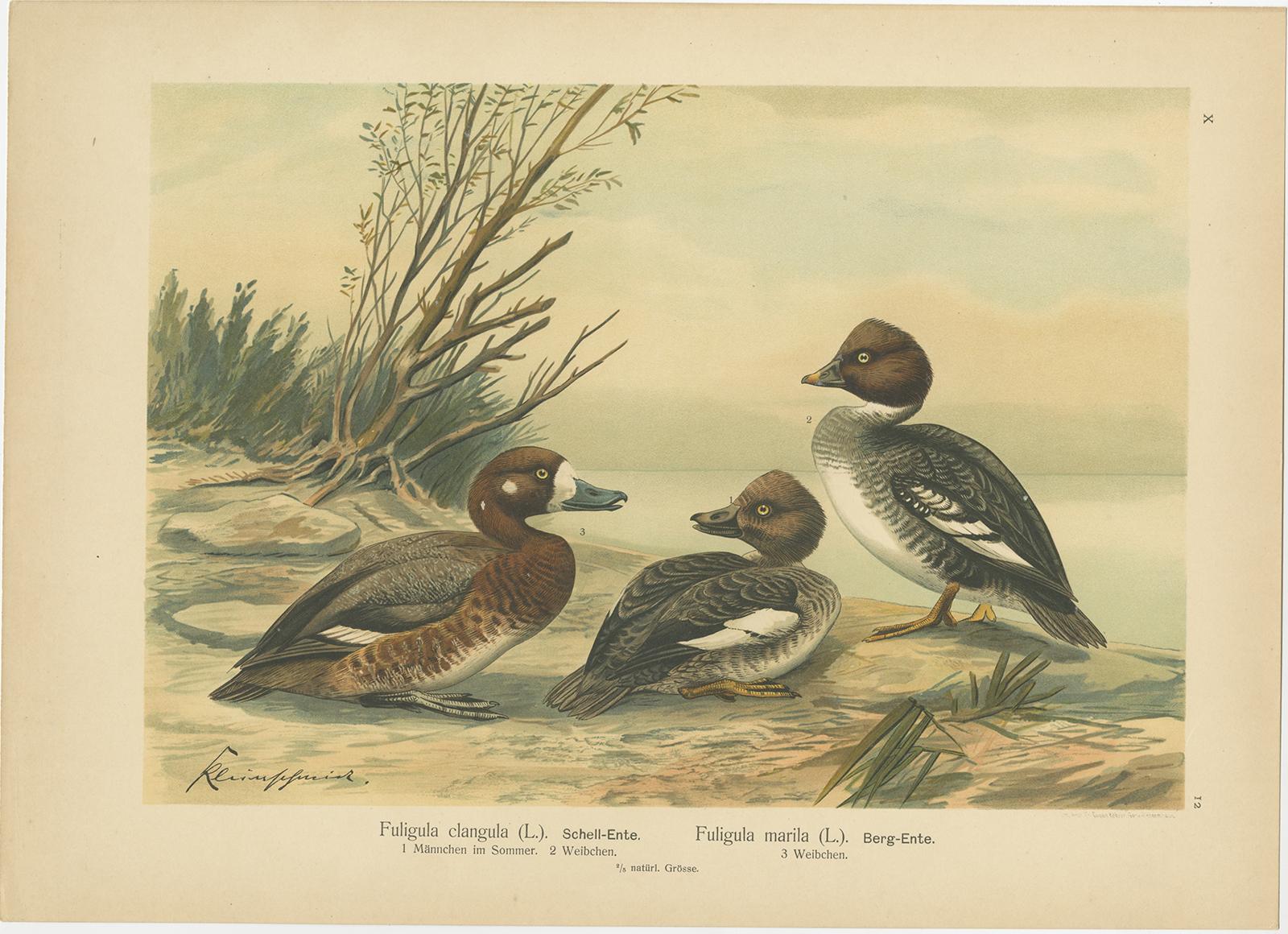 (sin enmarcar) Cromolitografías antiguas de patos - Goldeneye, Scaup, Teal y Eider, c.1890

Encantador conjunto de cuatro cromolitografías antiguas que representan patos europeos en escenarios realistas. Cada lámina muestra las especies en parejas o