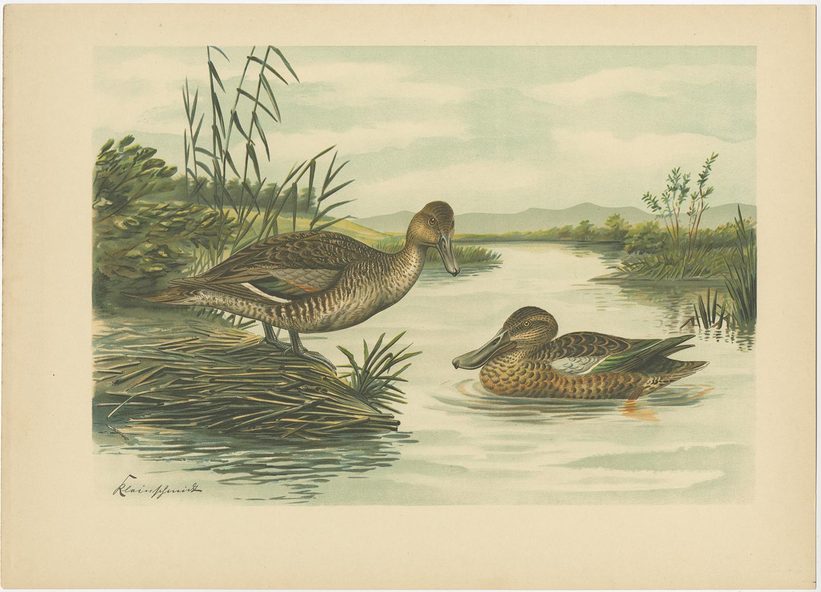 Cromolitografías Antiguas de Patos - Ojo de Oro, Cisne Común, Cerceta Común y Eider, c.1890 Alemán en venta