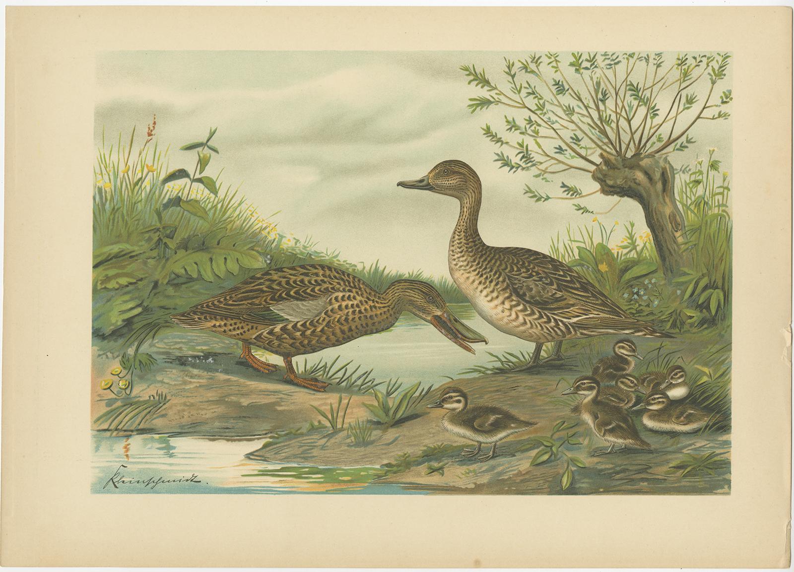 Cromolitografías Antiguas de Patos - Ojo de Oro, Cisne Común, Cerceta Común y Eider, c.1890 en Bueno estado para la venta en Langweer, NL