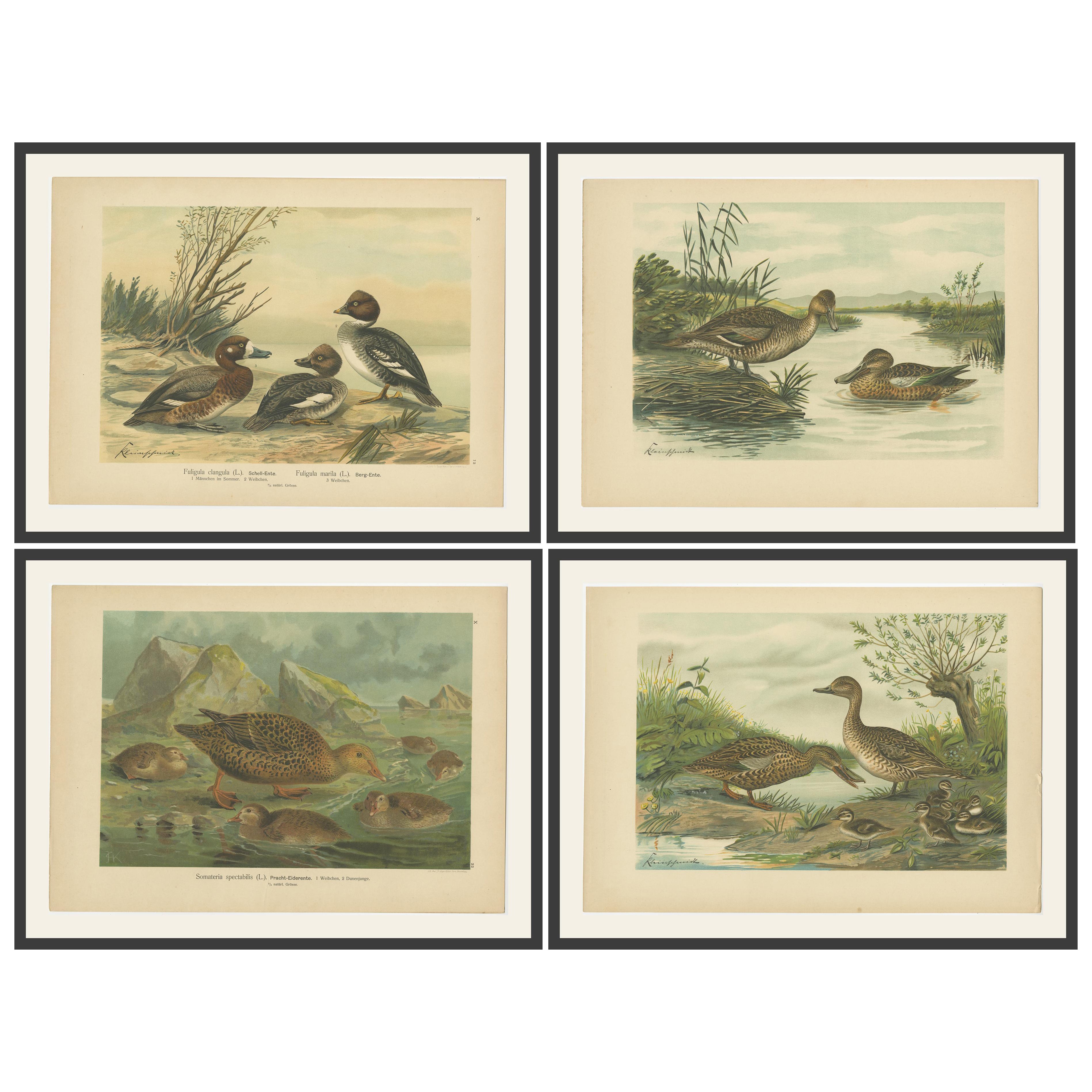 Cromolitografías Antiguas de Patos - Ojo de Oro, Cisne Común, Cerceta Común y Eider, c.1890