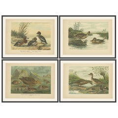 Cromolitografías Antiguas de Patos - Ojo de Oro, Cisne Común, Cerceta Común y Eider, c.1890