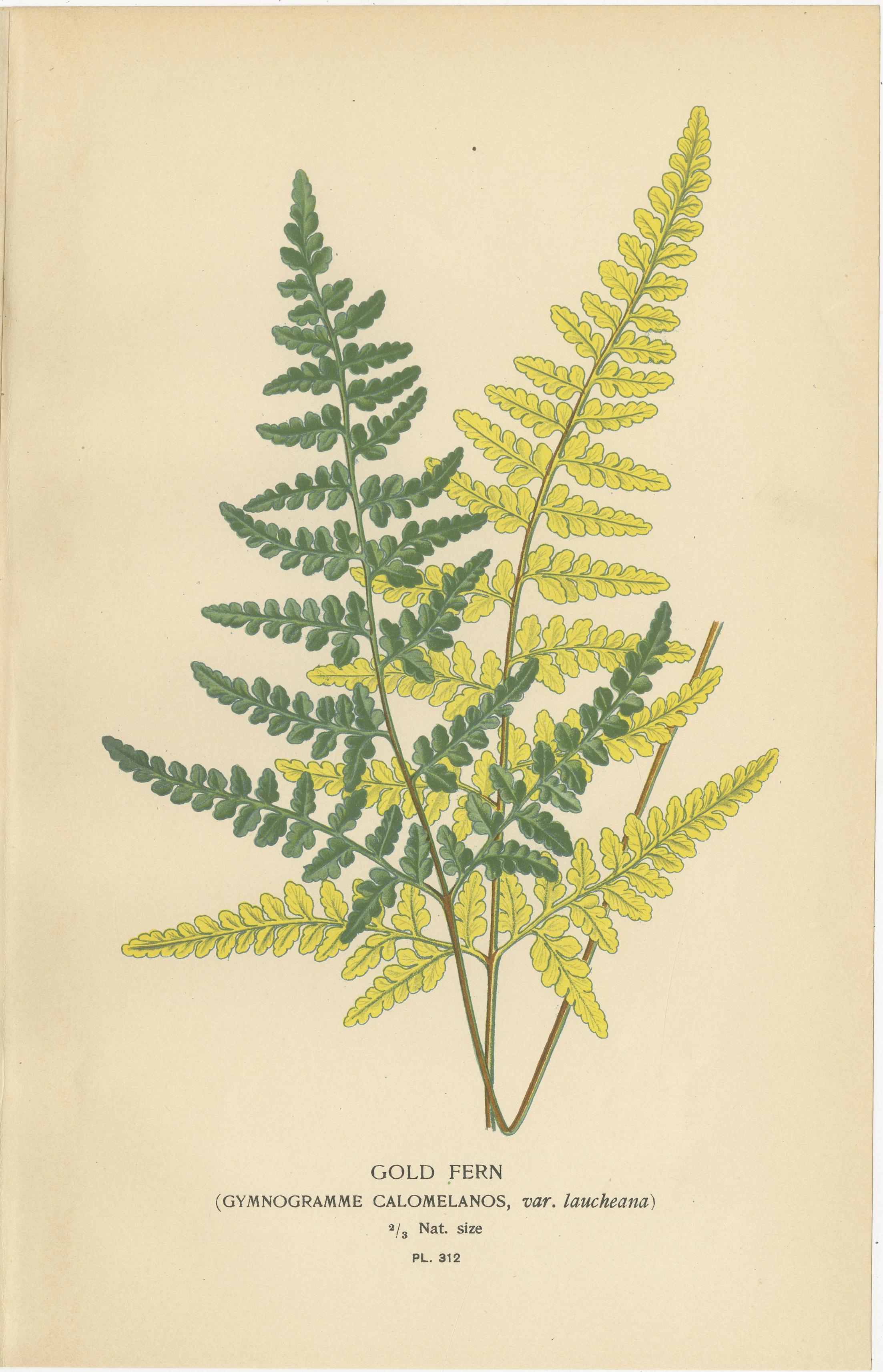 Chromolithographies anciennes de fougères Maidenhair, Adiantum et Gold Ferns - 1897

Description :
Ce remarquable ensemble de trois chromolithographies originales, publié en 1897 dans Favourite Flowers of Garden and Greenhouse par Eleg, représente