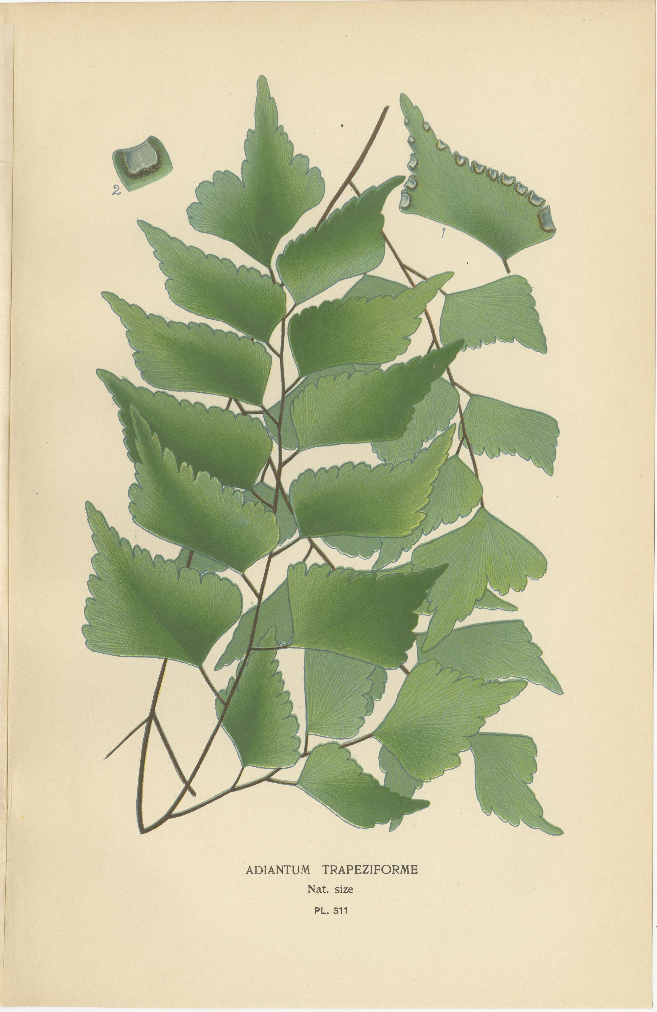 Anglais Chromolithographies anciennes de fougères Maidenhair, Adiantum et Gold Ferns - 1897 en vente