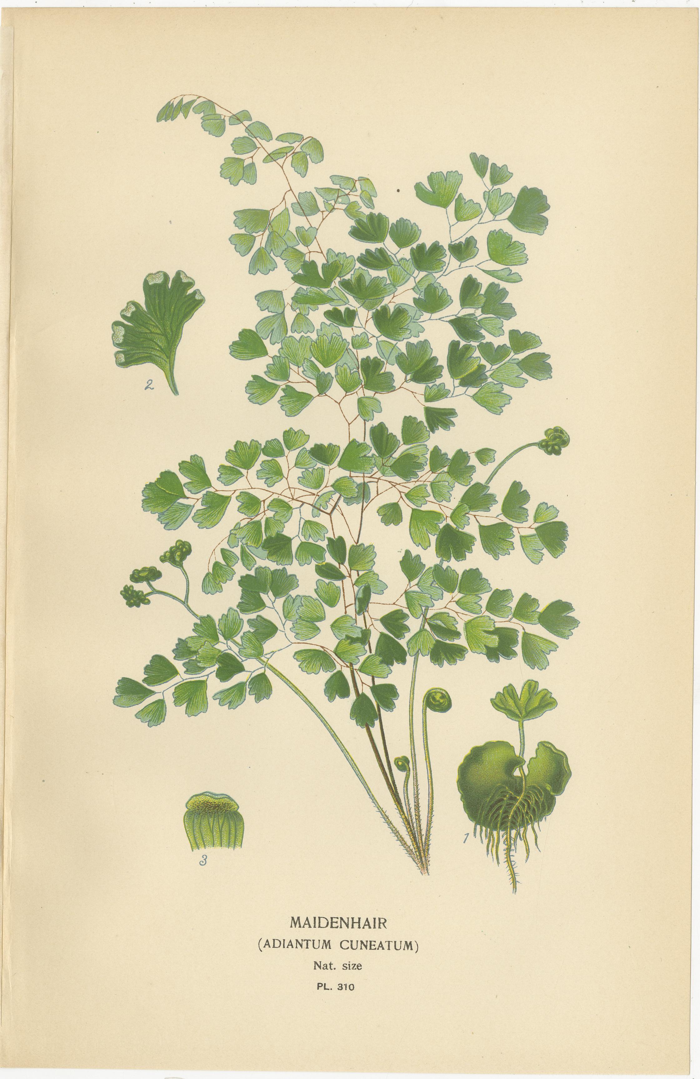 Chromolithographies anciennes de fougères Maidenhair, Adiantum et Gold Ferns - 1897 Bon état - En vente à Langweer, NL