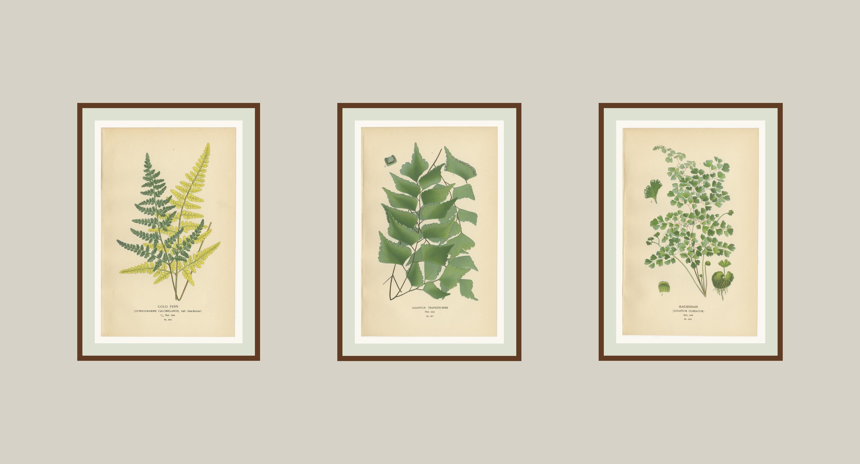 XIXe siècle Chromolithographies anciennes de fougères Maidenhair, Adiantum et Gold Ferns - 1897 en vente