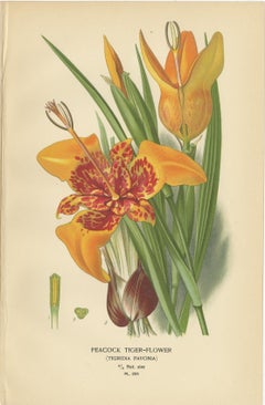 Antique Chromolithographs of Peacock Tiger-Flower, Crocus & Ixia – 1897