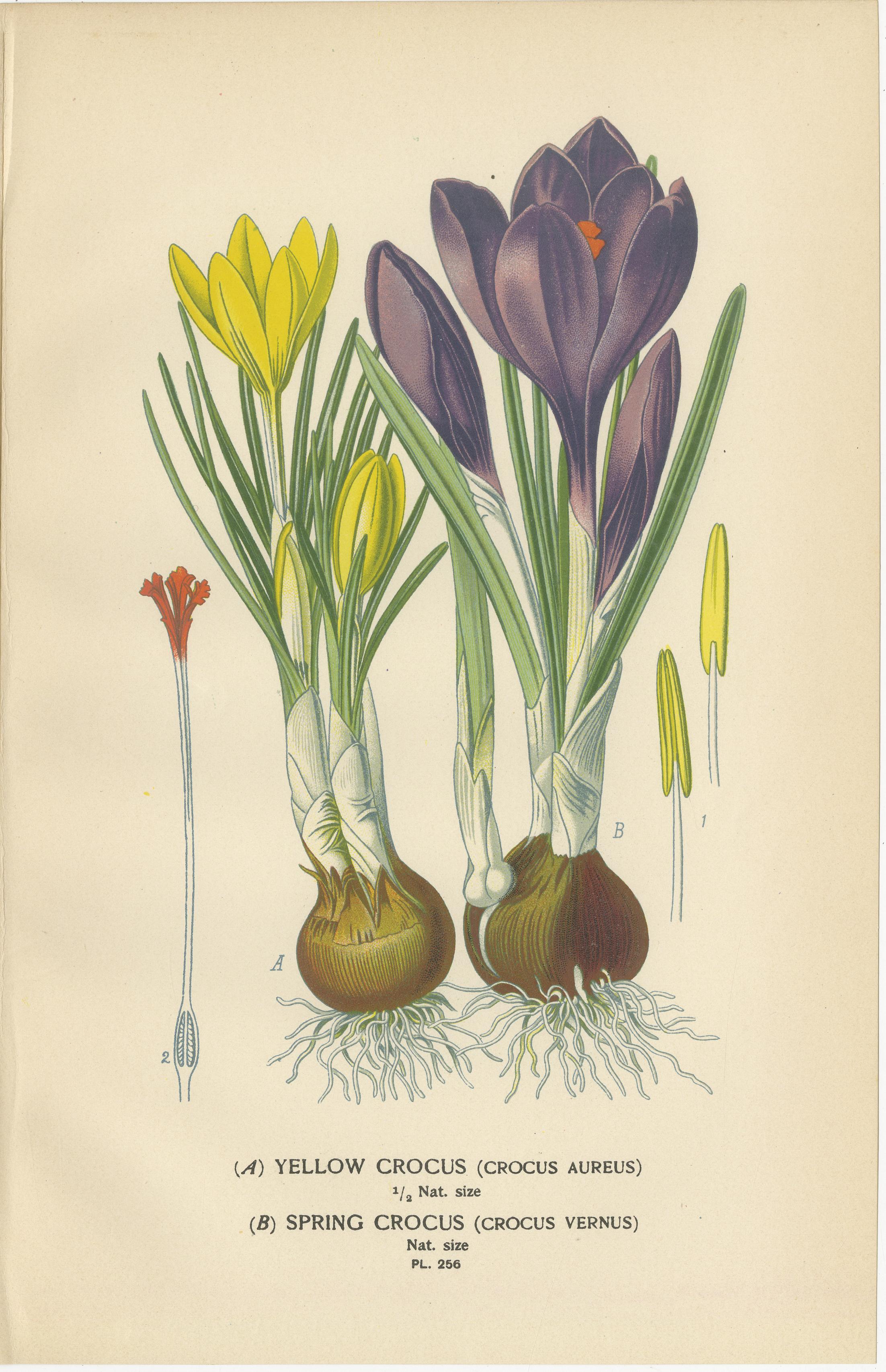 Inglese Antiche cromolitografie di pavone, fiore di tigre, croco e ixia - 1897 in vendita