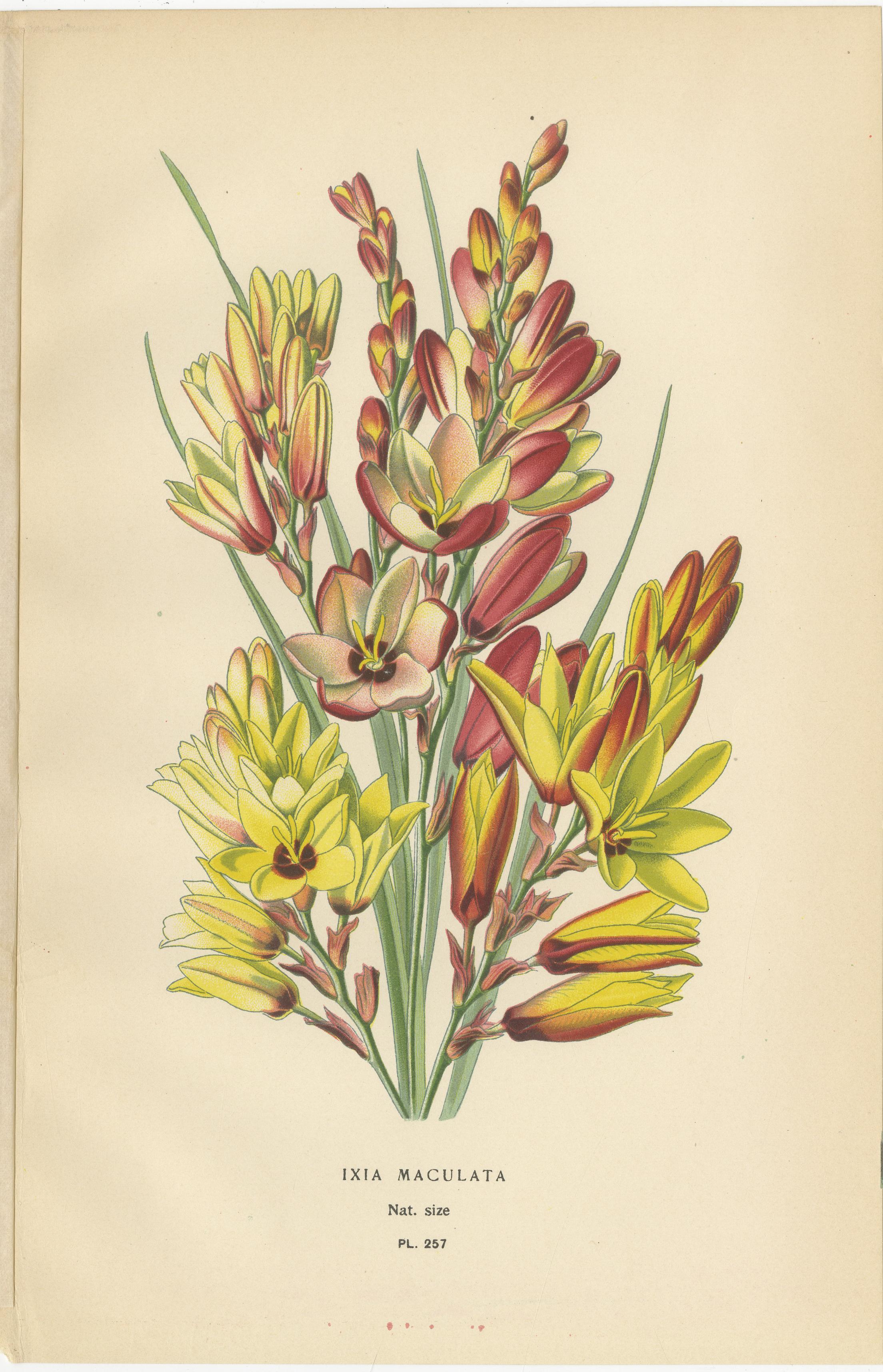 Antiche cromolitografie di pavone, fiore di tigre, croco e ixia - 1897 In condizioni buone in vendita a Langweer, NL