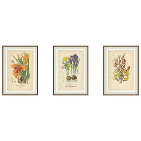 Antique Chromolithographs of Peacock Tiger-Flower, Crocus & Ixia – 1897