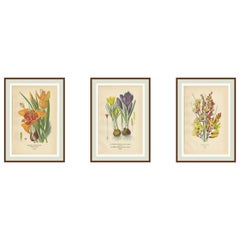 Antiche cromolitografie di pavone, fiore di tigre, croco e ixia - 1897