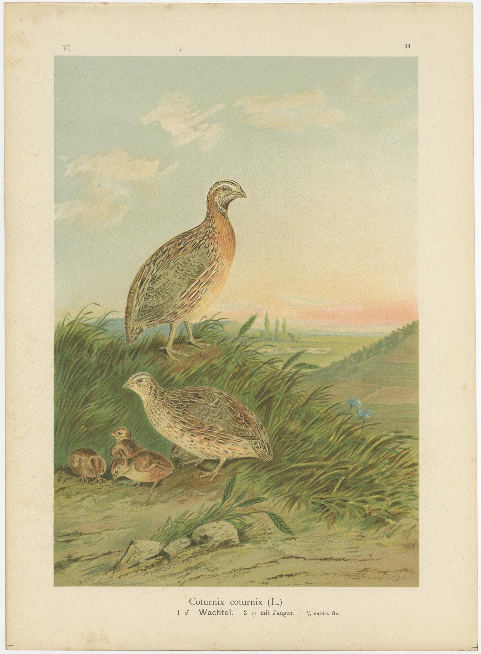 Antike Chromolithographien von Wachteln, Hühner und Rebhühnern - Vogeldrucke des 19.

Beschreibung:
Dieser Satz von drei antiken Chromolithographien zeigt wunderschön detaillierte Studien von Wildvögeln, die in reichem natürlichem Kolorit ausgeführt