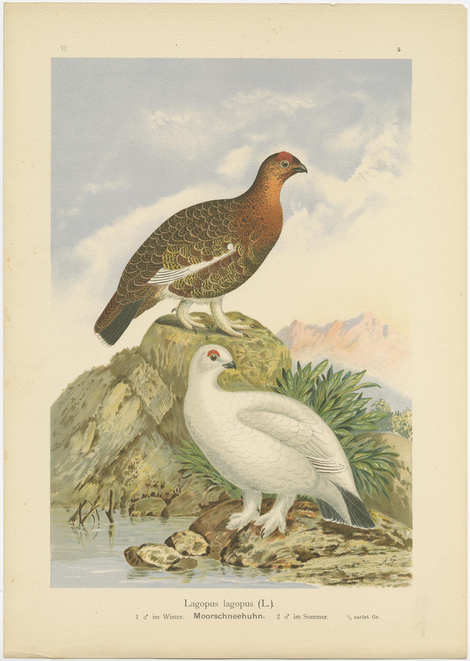 Antike Chromolithographien von Wachtel, Huhn und Rebhuhn - Vogeldruck des 19. (Deutsch) im Angebot