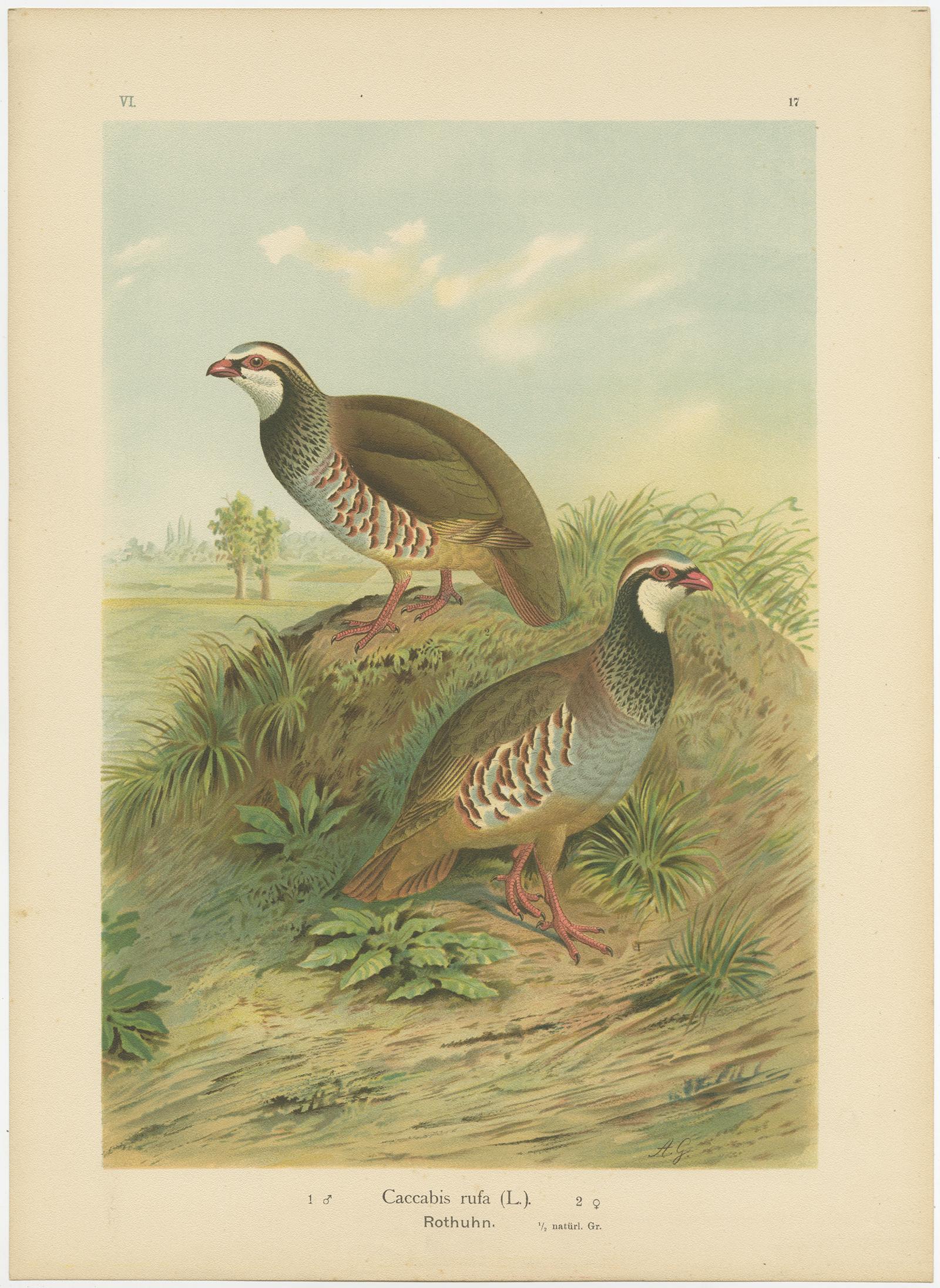 Antike Chromolithographien von Wachtel, Huhn und Rebhuhn - Vogeldruck des 19. im Zustand „Gut“ im Angebot in Langweer, NL