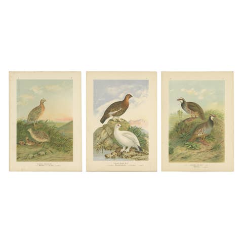 Antique Chromolithographs of Quail, Grouse & Partridge – 19th Century Bird Print
