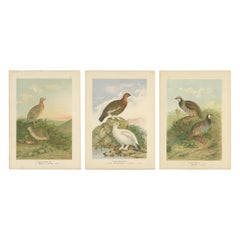 Cromolitografías antiguas de codornices, urogallos y perdices - Grabado de aves del siglo XIX
