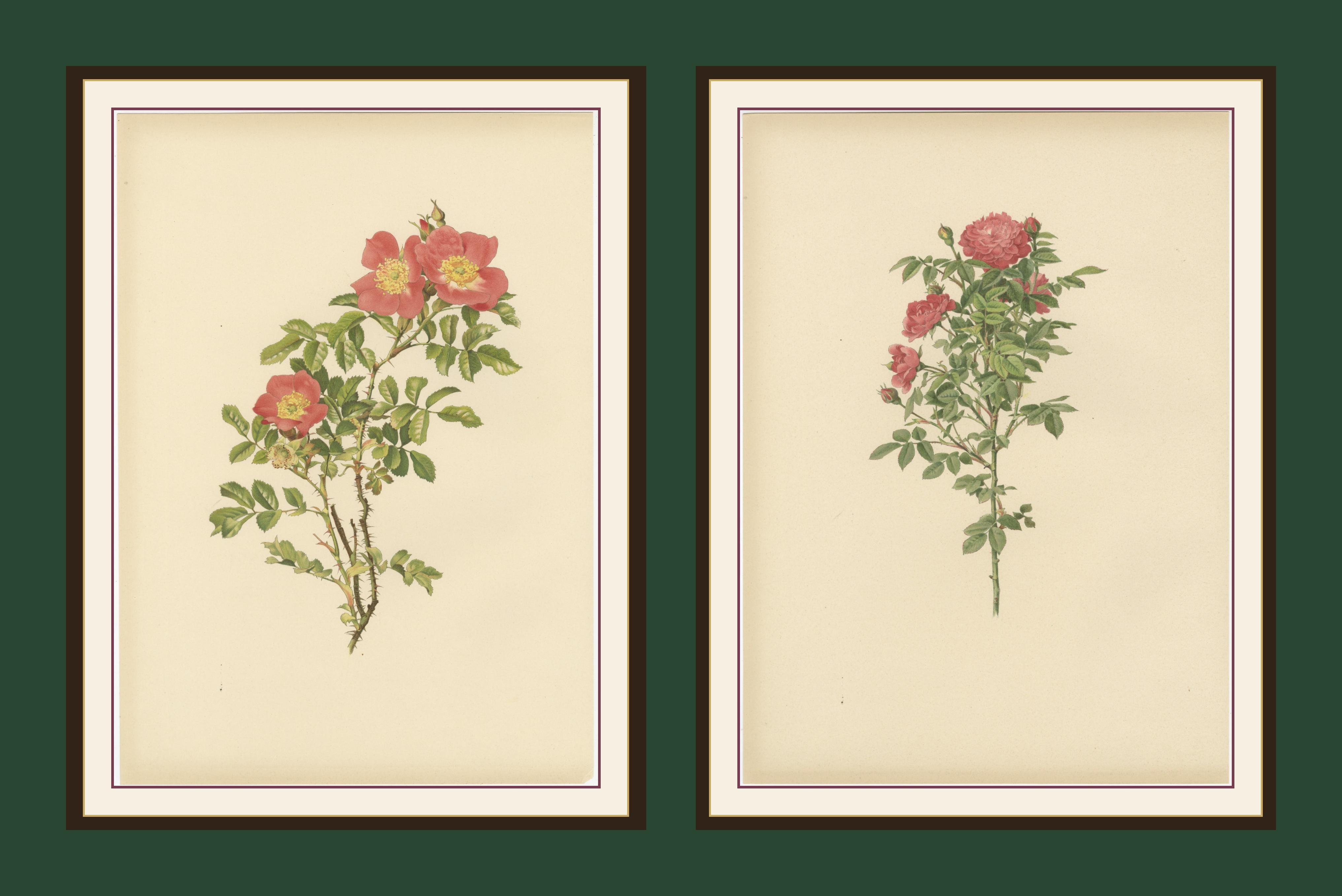 Coppia di antiche cromolitografie di rose di Parsons & Willmott, 1914

Questa straordinaria coppia di cromolitografie proviene dalla monumentale opera di Ellen Ann Willmott 