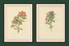 Antique Chromolithographs of Roses (Set of 2), 1914